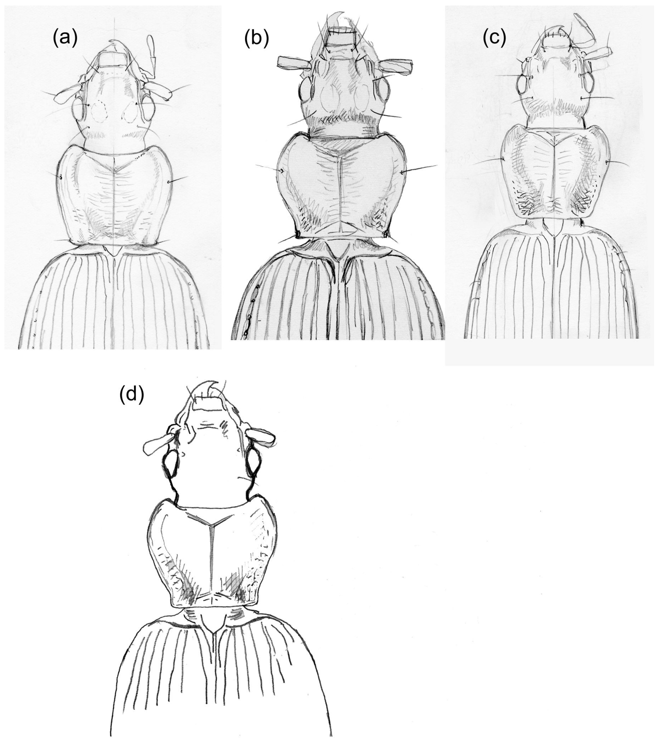 Diversity 15 00493 g010