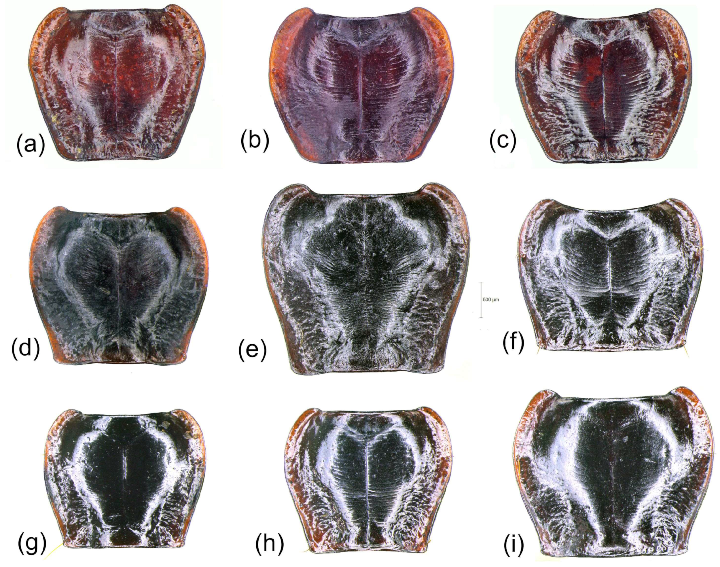 Diversity 15 00493 g014