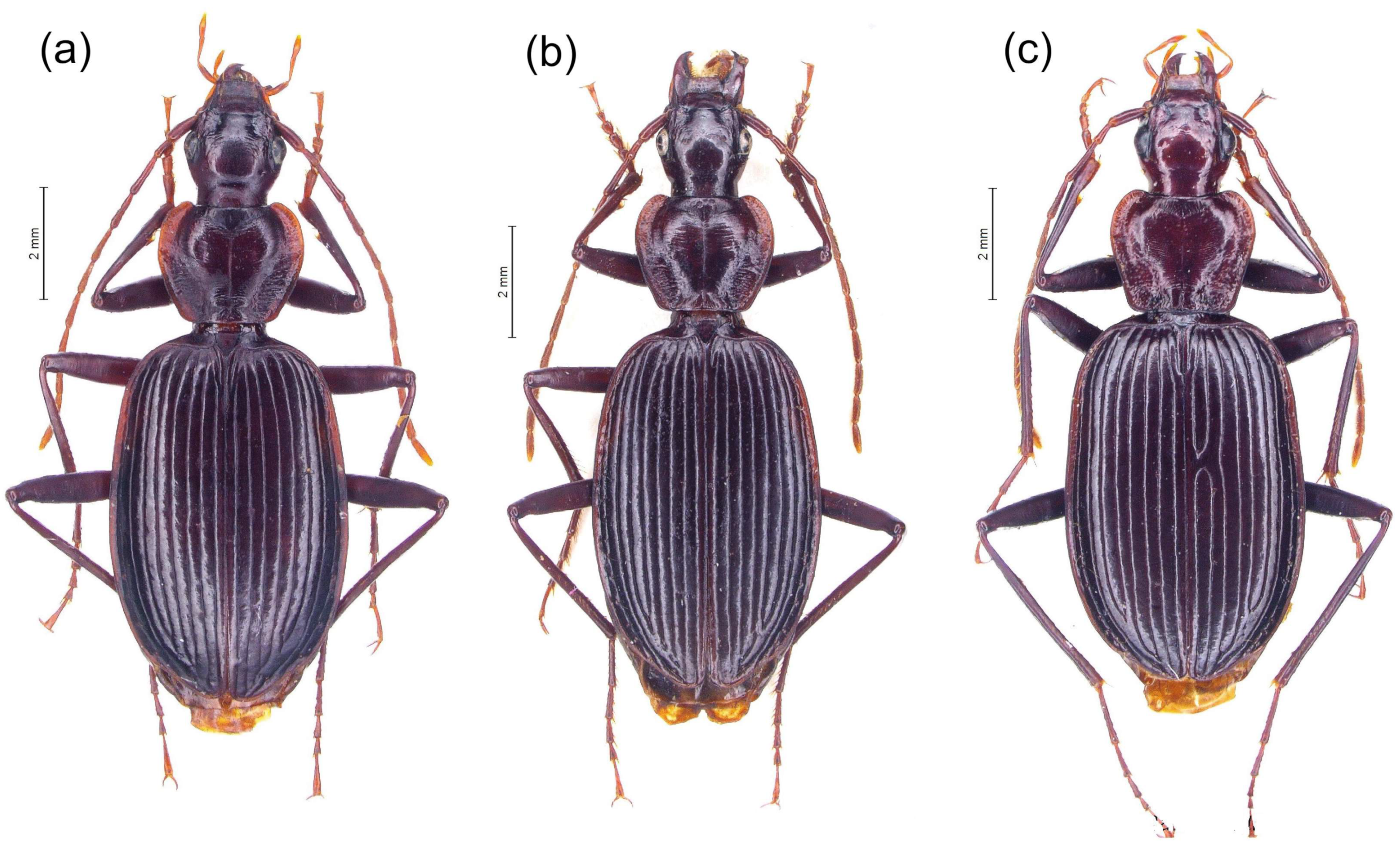 Diversity 15 00493 g015