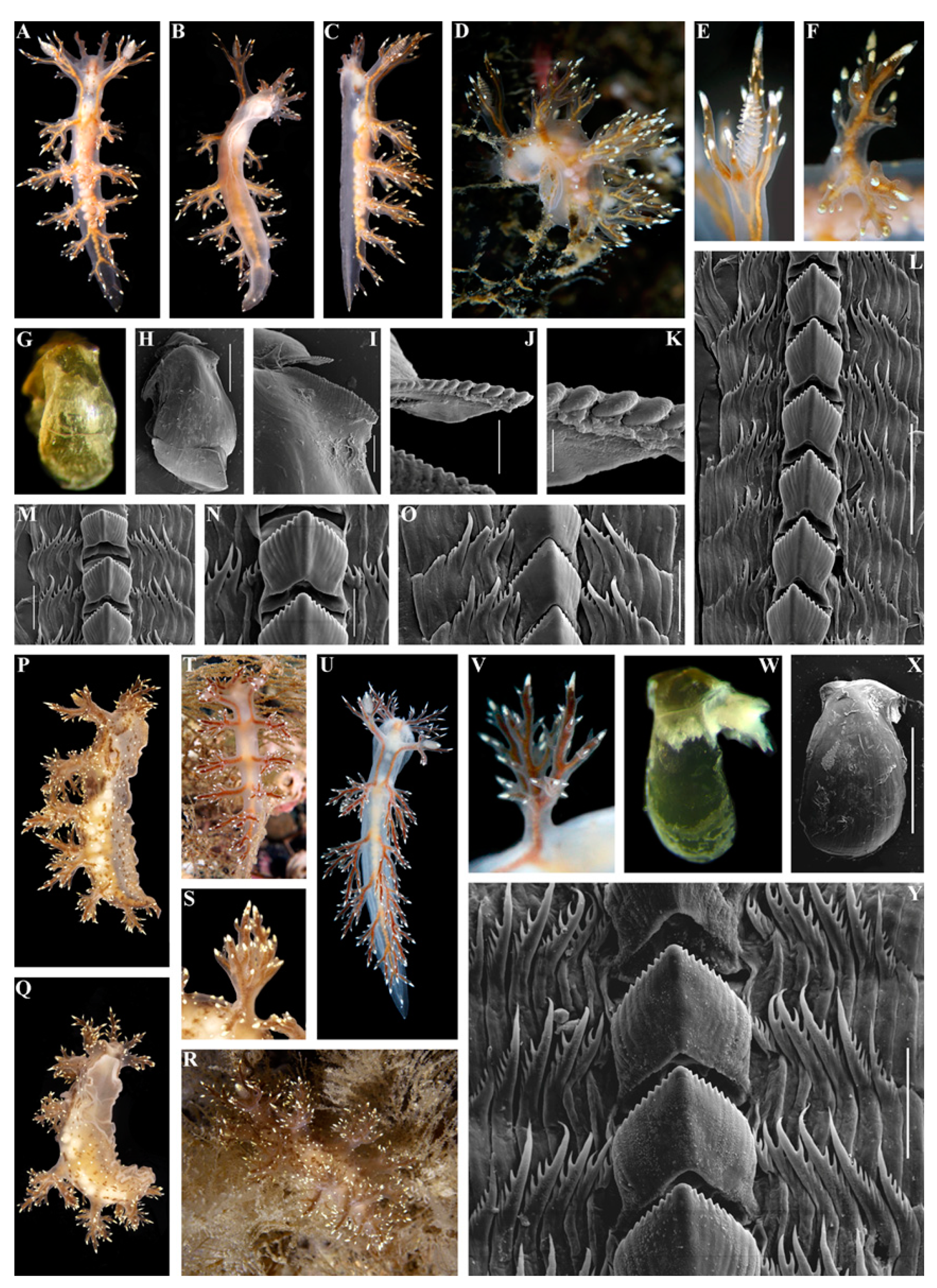 Diversity 15 00504 g001 Diversity 15 00504 g001