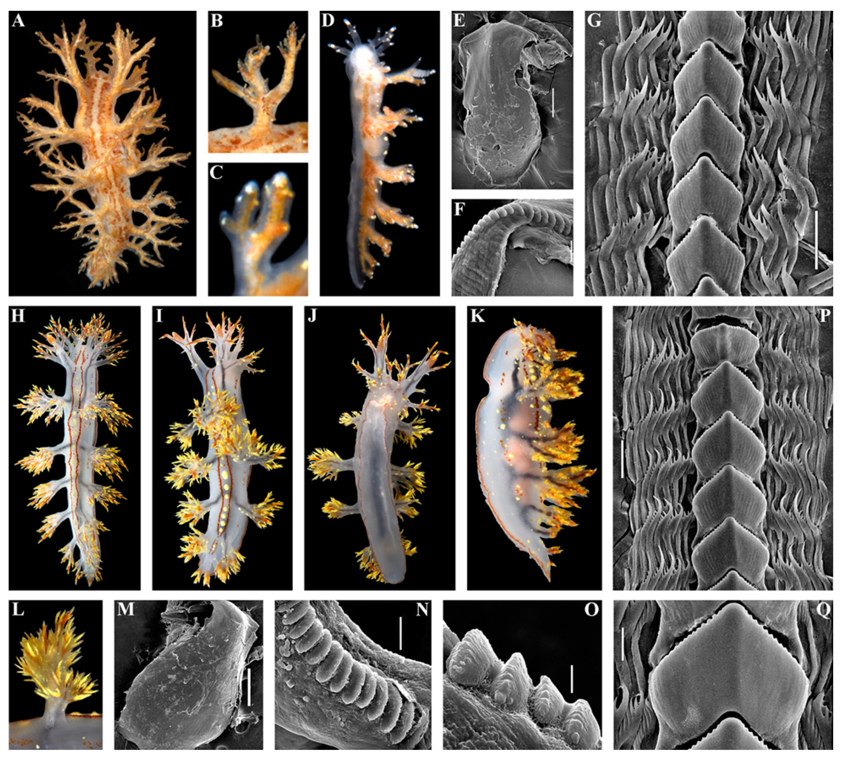 Diversity 15 00504 g003 Diversity 15 00504 g003