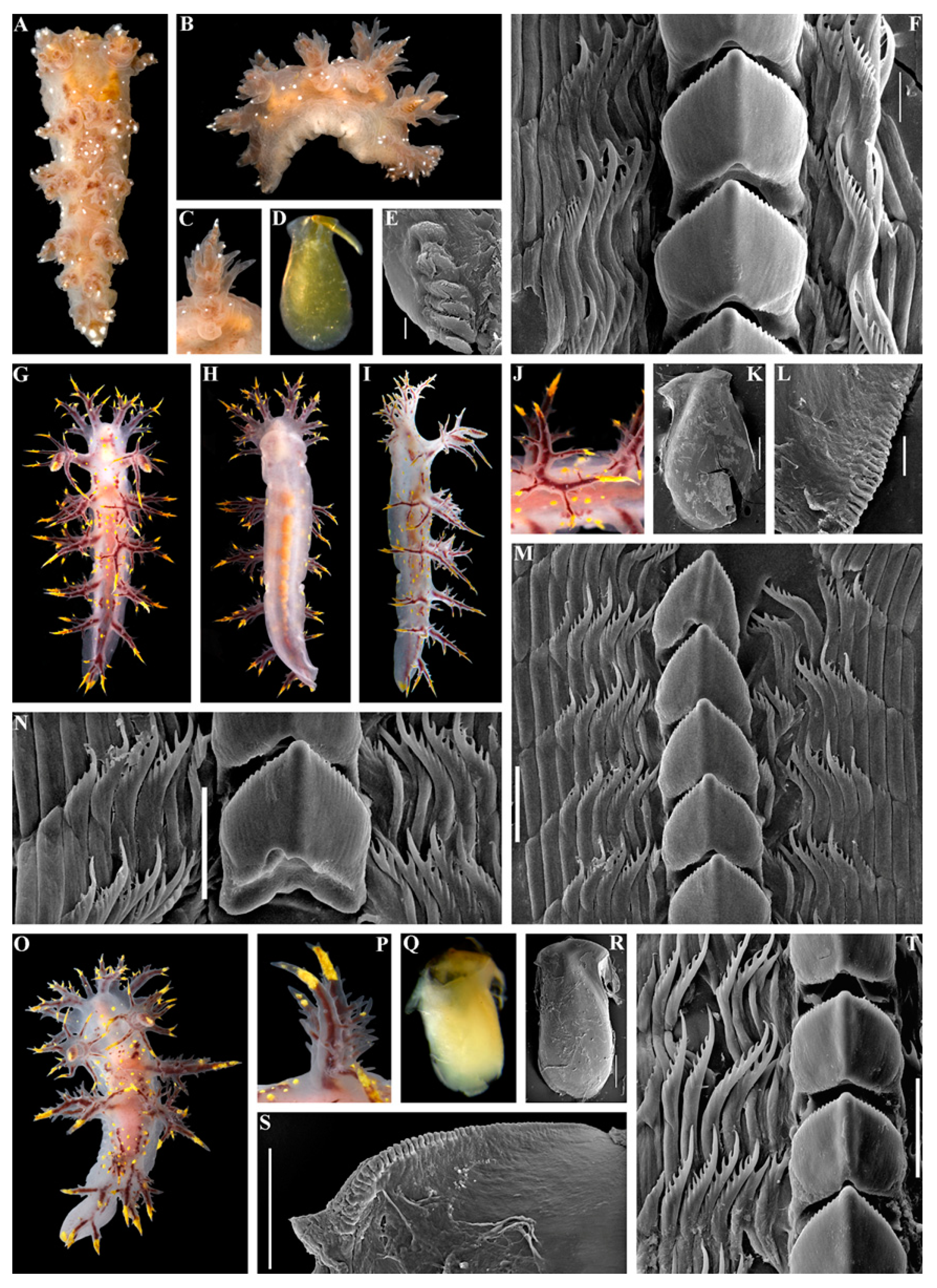 Diversity 15 00504 g004 Diversity 15 00504 g004