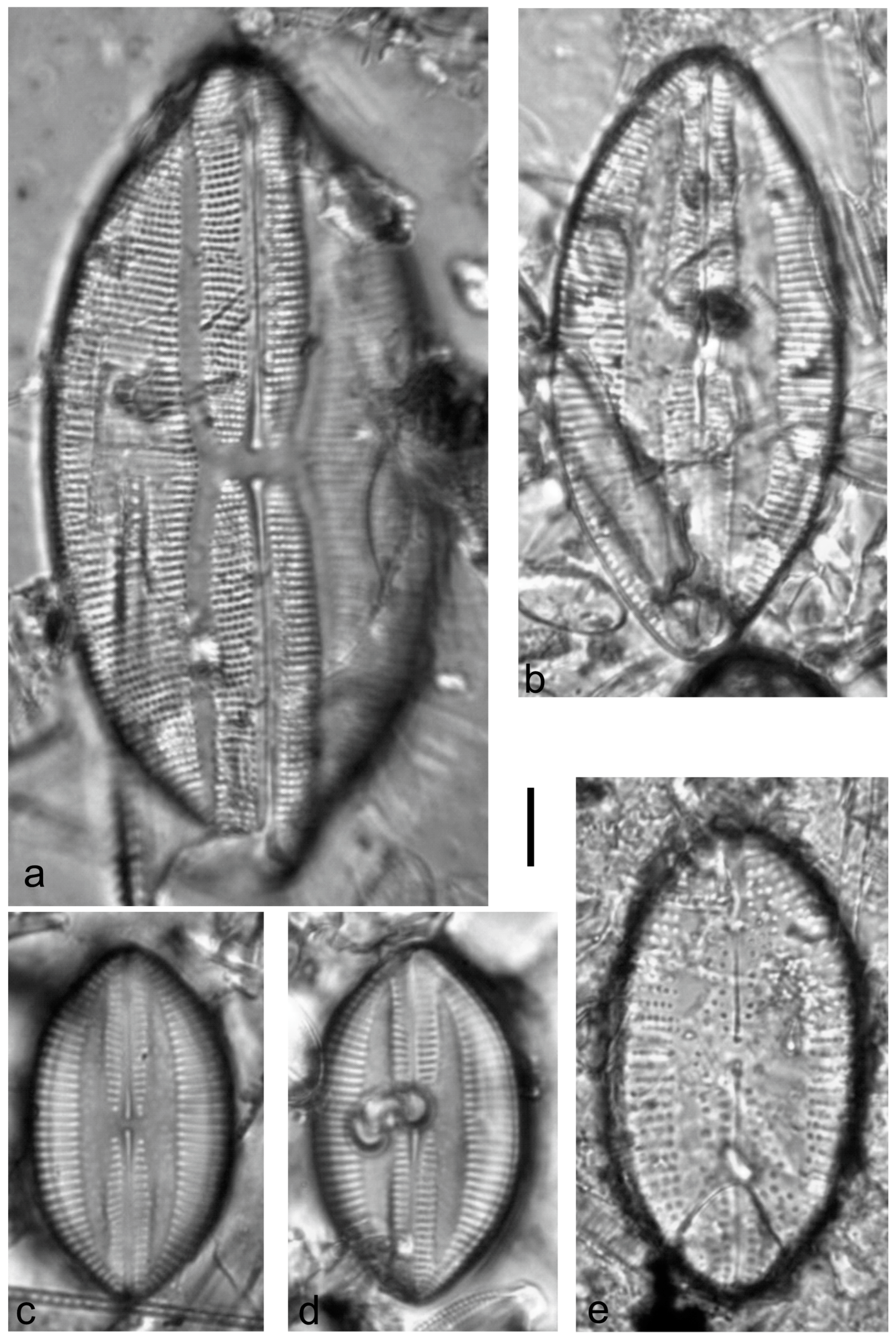 Diversity 15 00510 g0a10