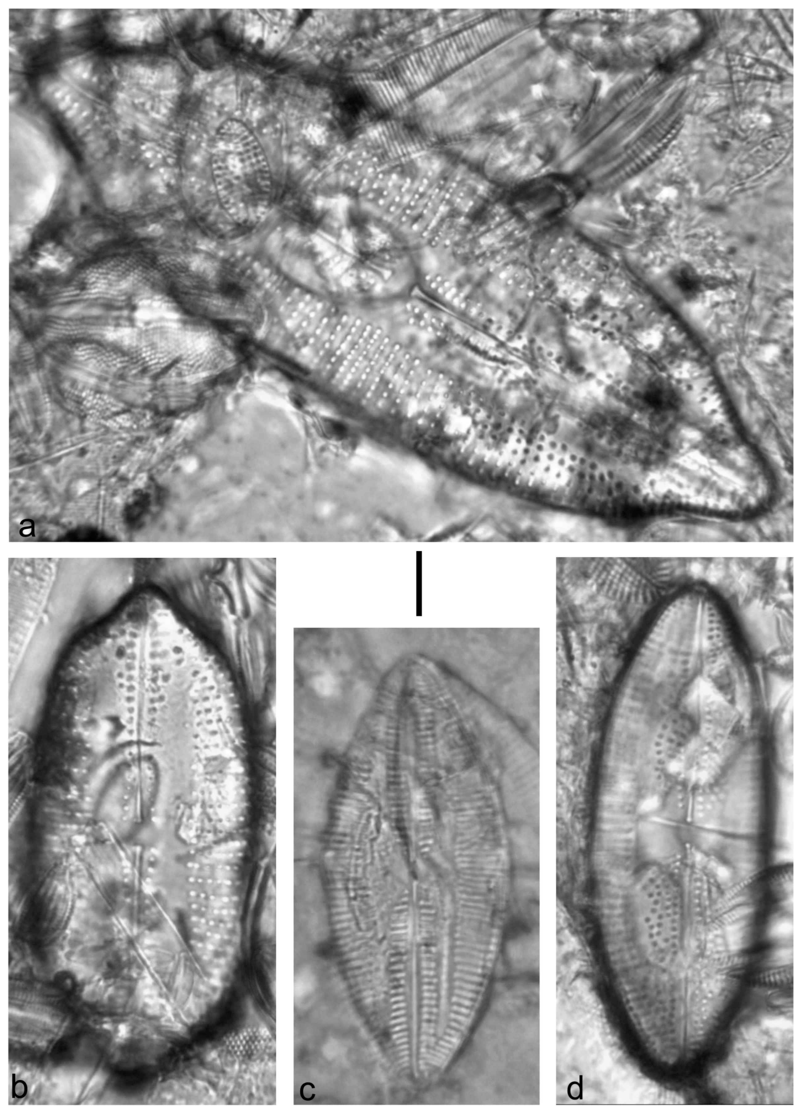 Diversity 15 00510 g0a11