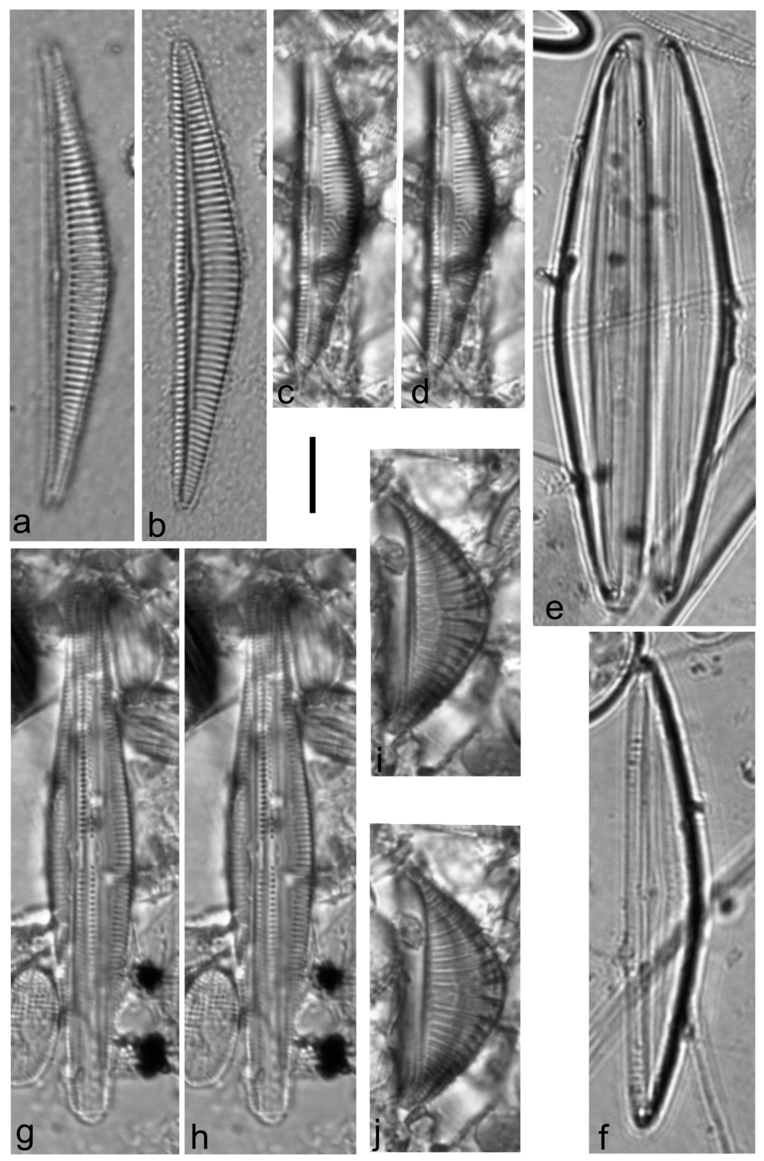 Diversity 15 00510 g0a13