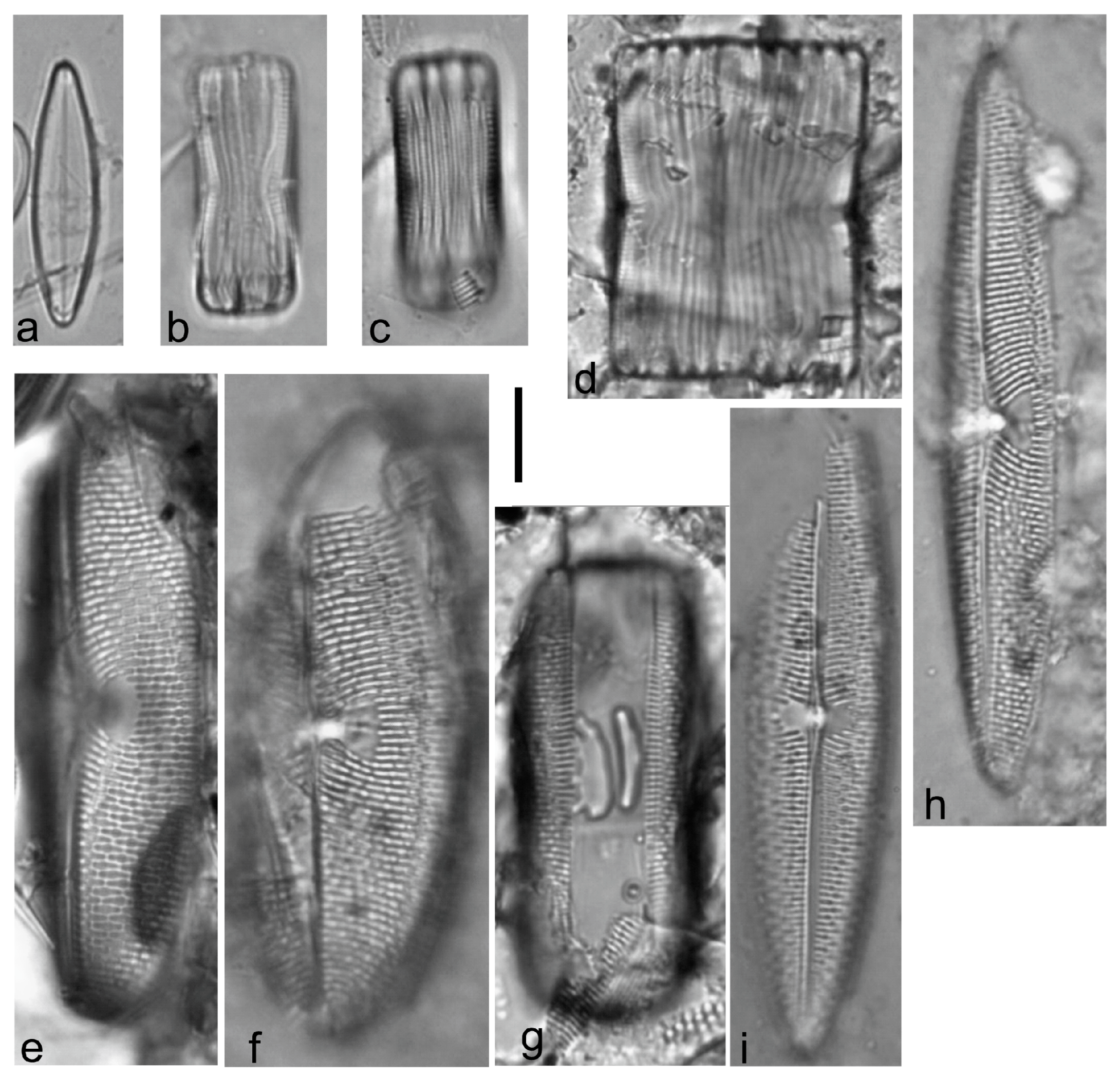 Diversity 15 00510 g0a14
