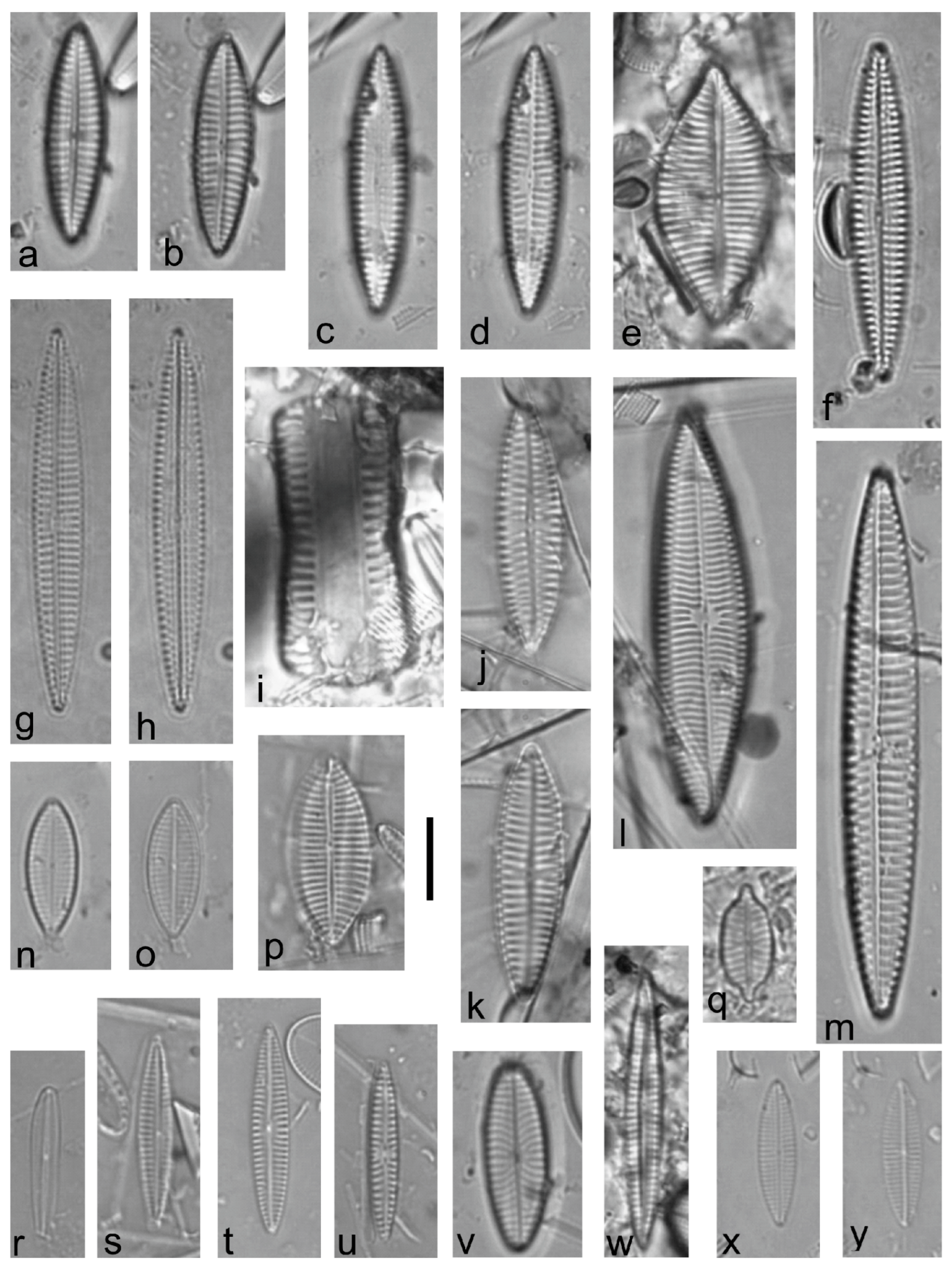 Diversity 15 00510 g0a15