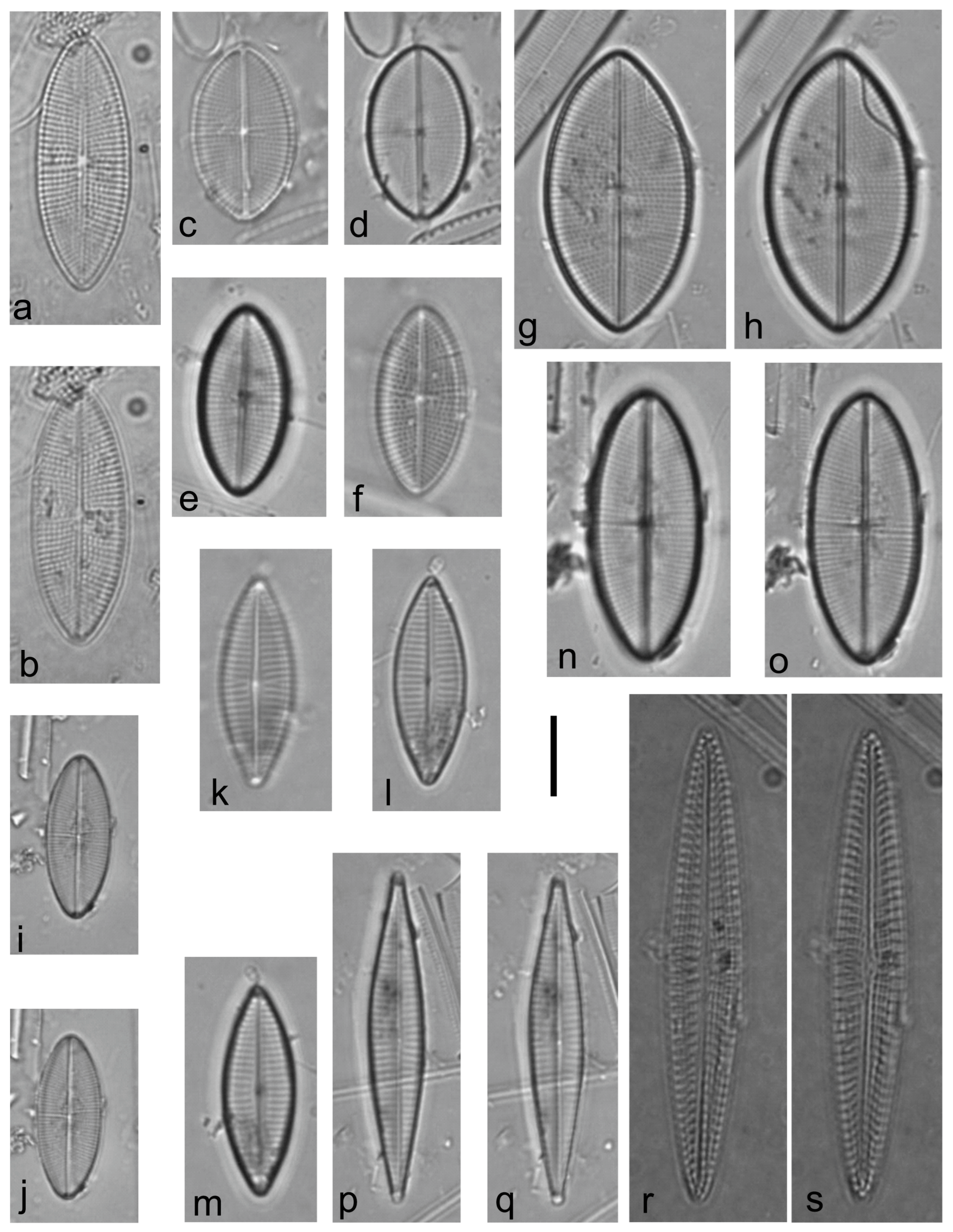 Diversity 15 00510 g0a17