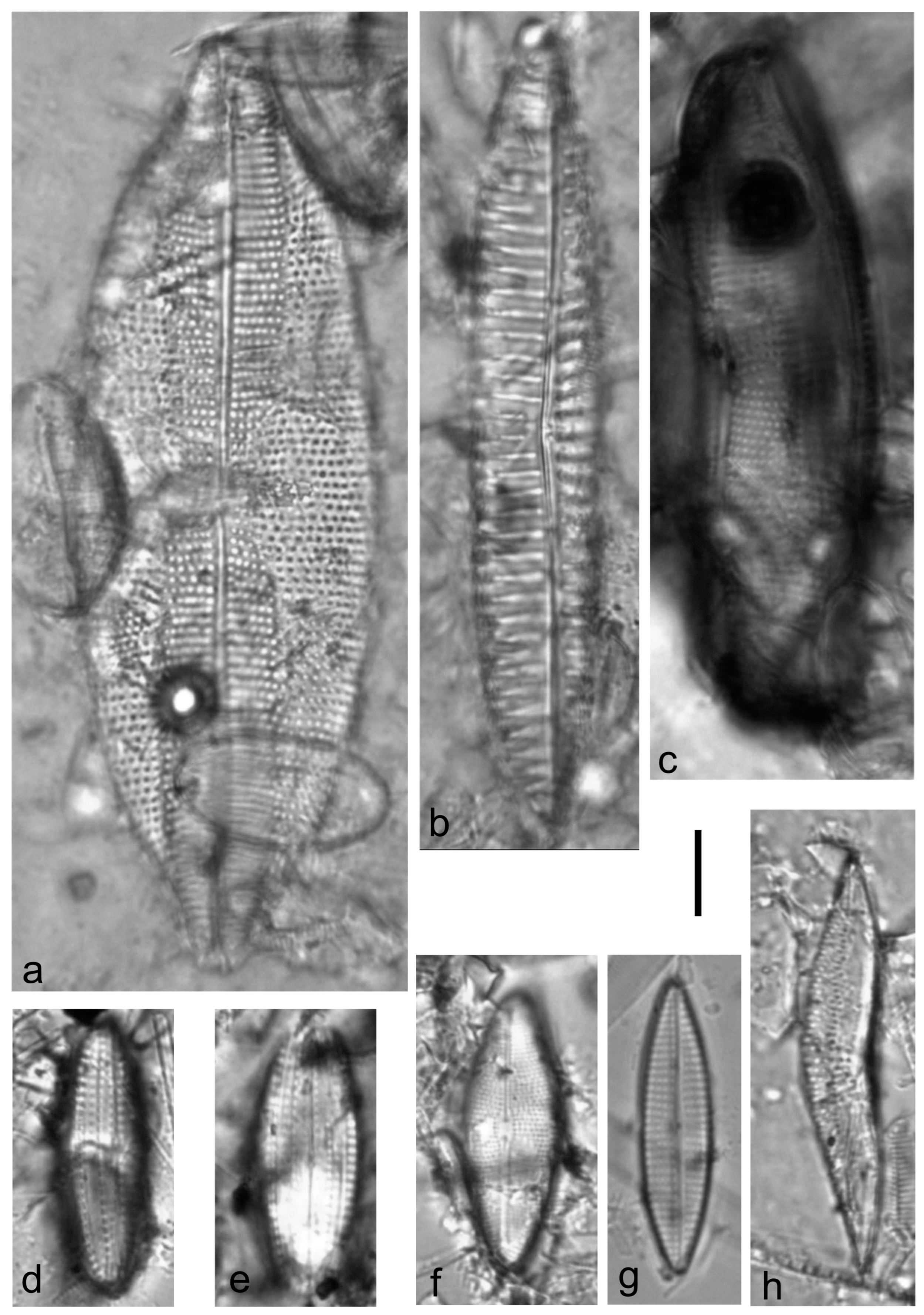 Diversity 15 00510 g0a18