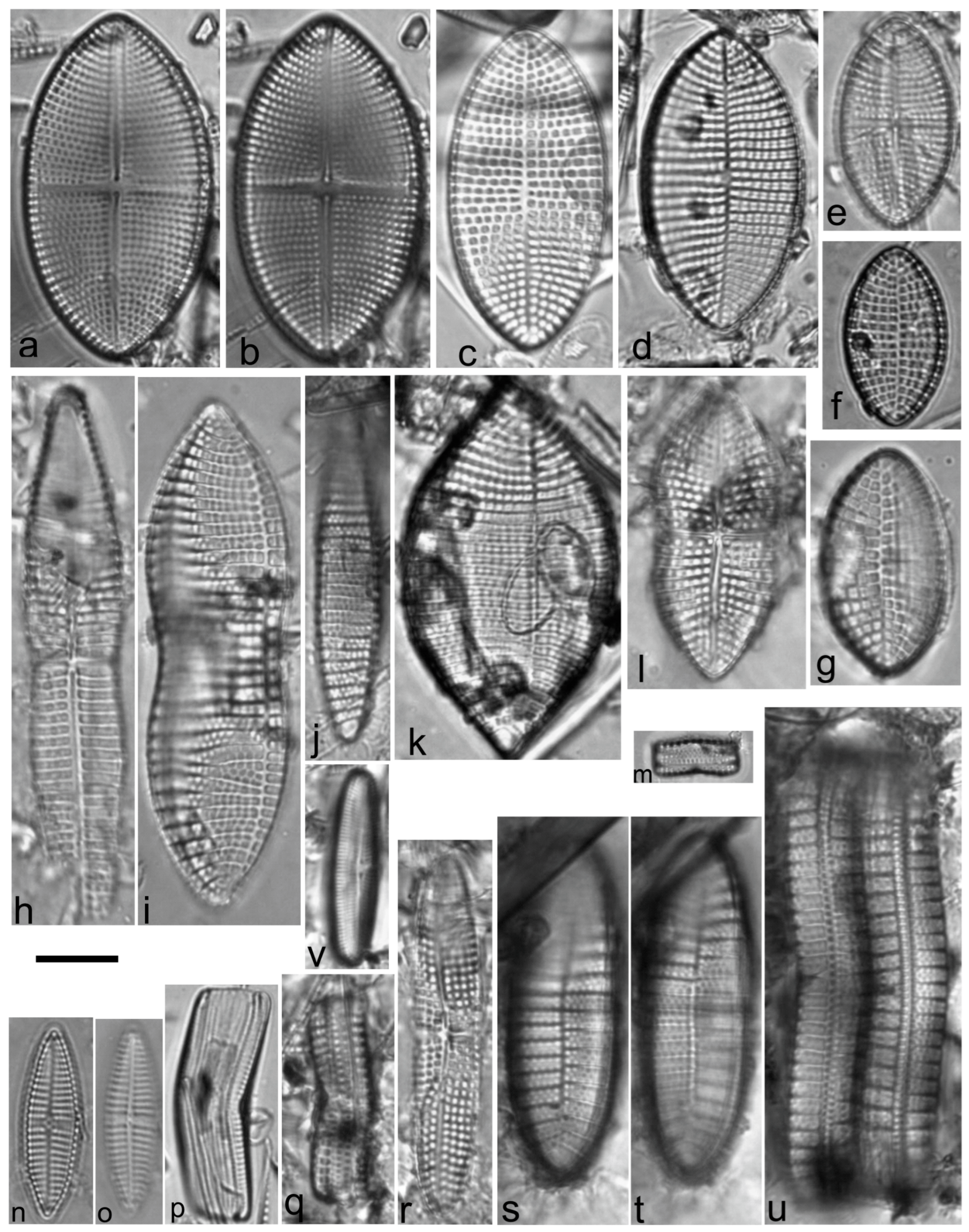 Diversity 15 00510 g0a2