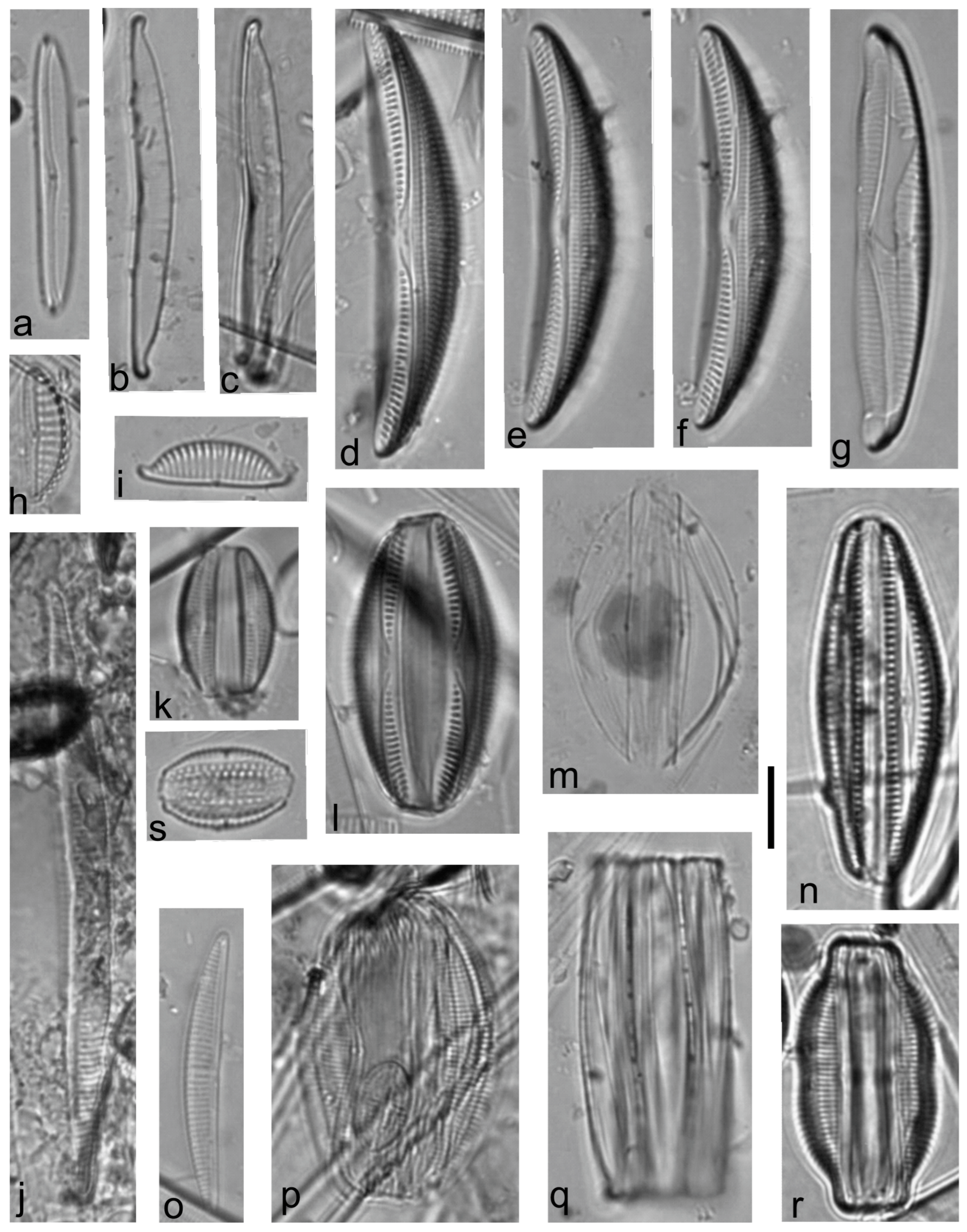 Diversity 15 00510 g0a21