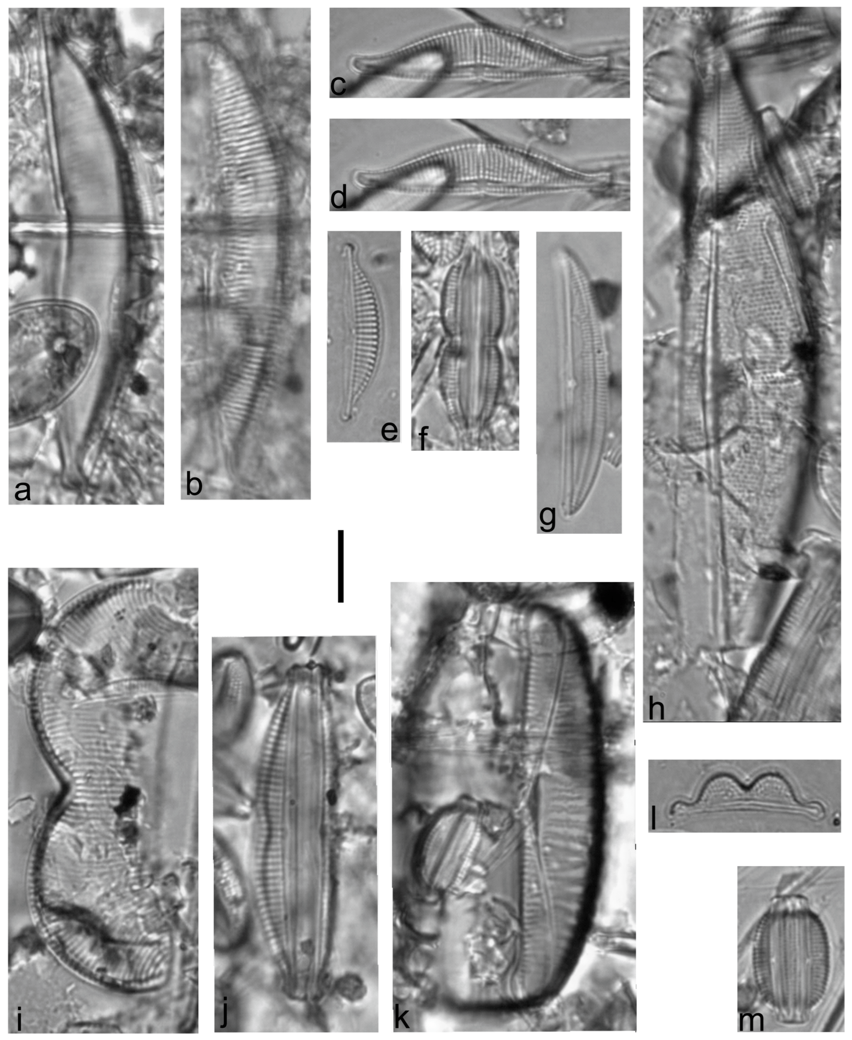 Diversity 15 00510 g0a23