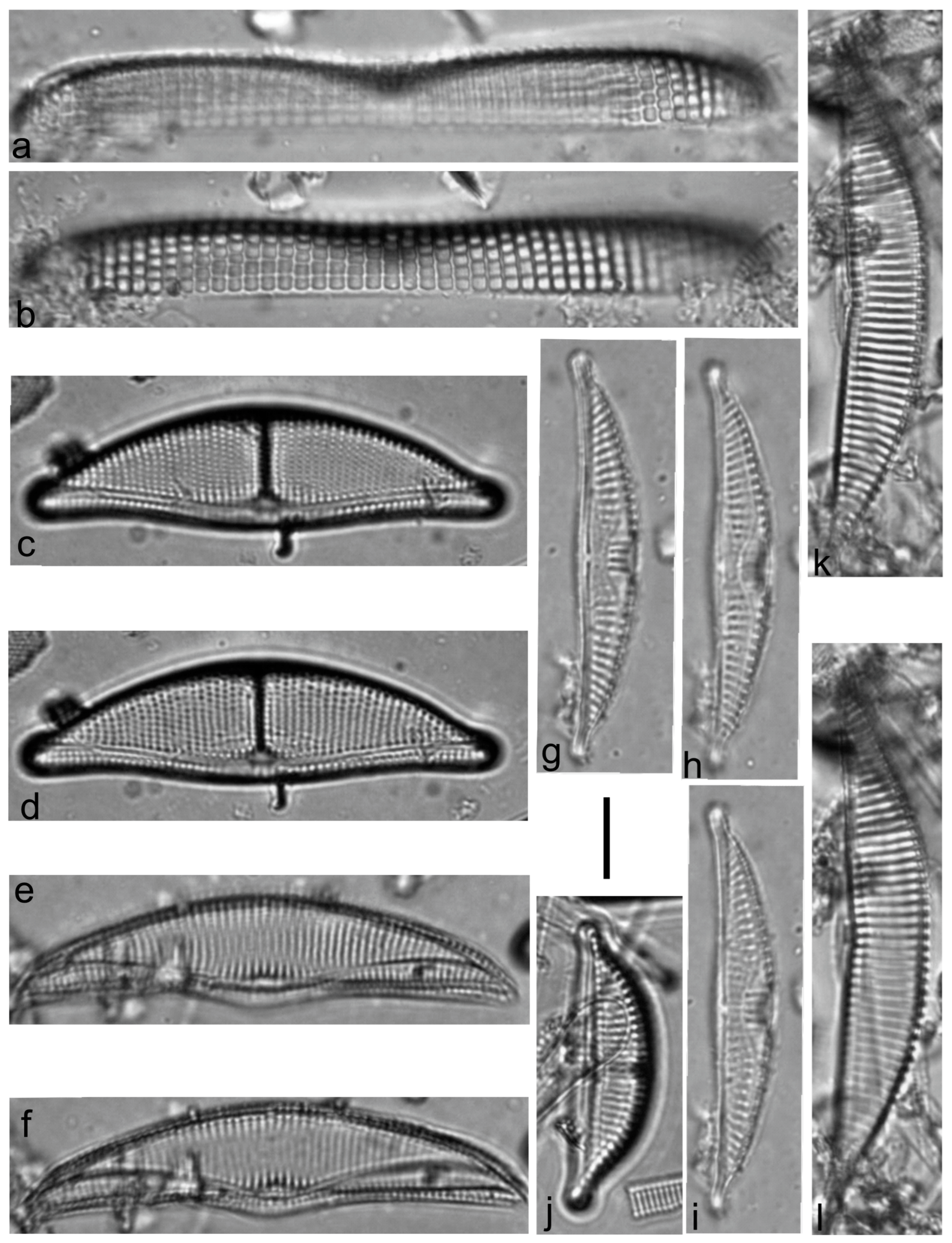 Diversity 15 00510 g0a24