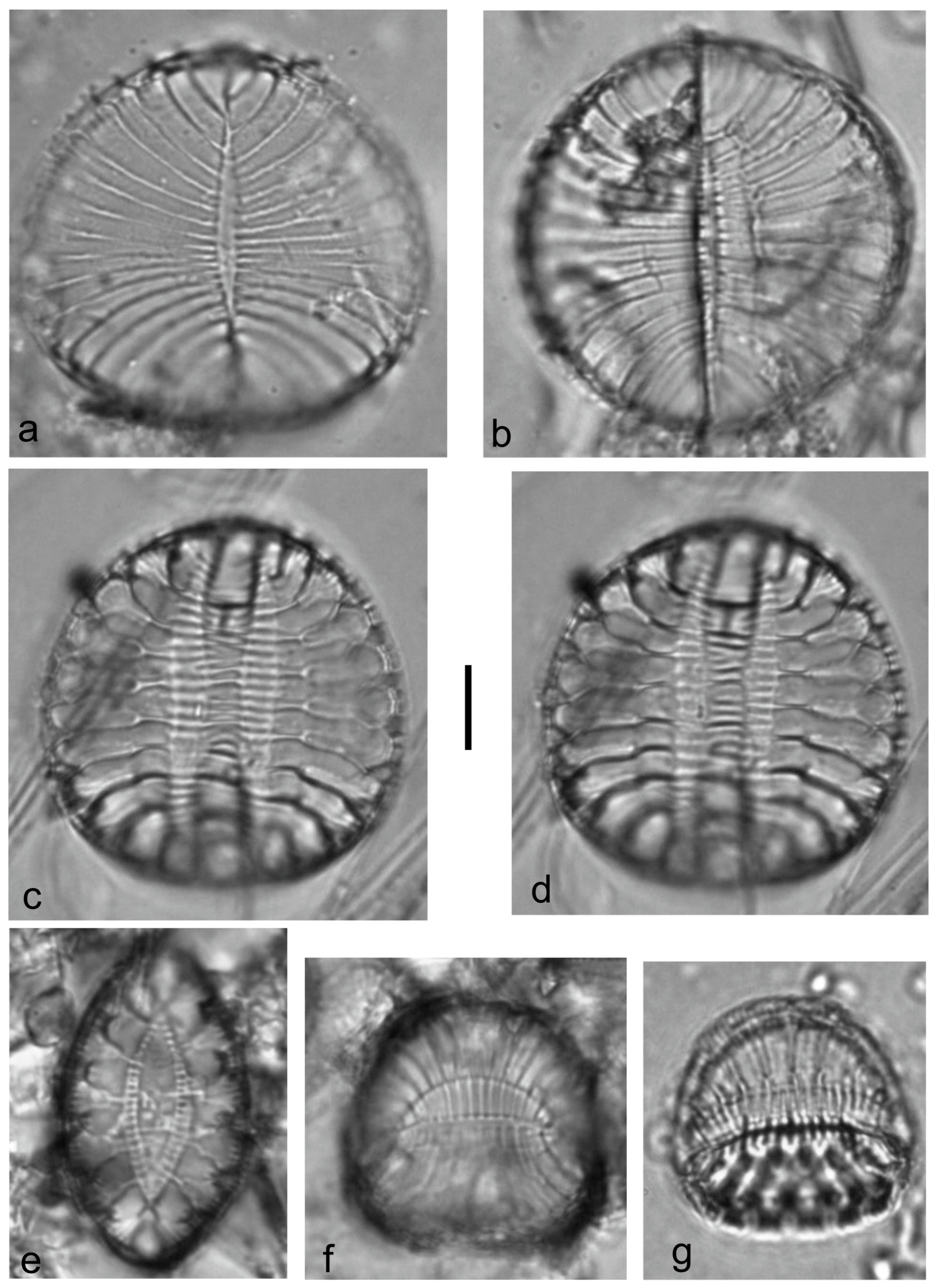 Diversity 15 00510 g0a30