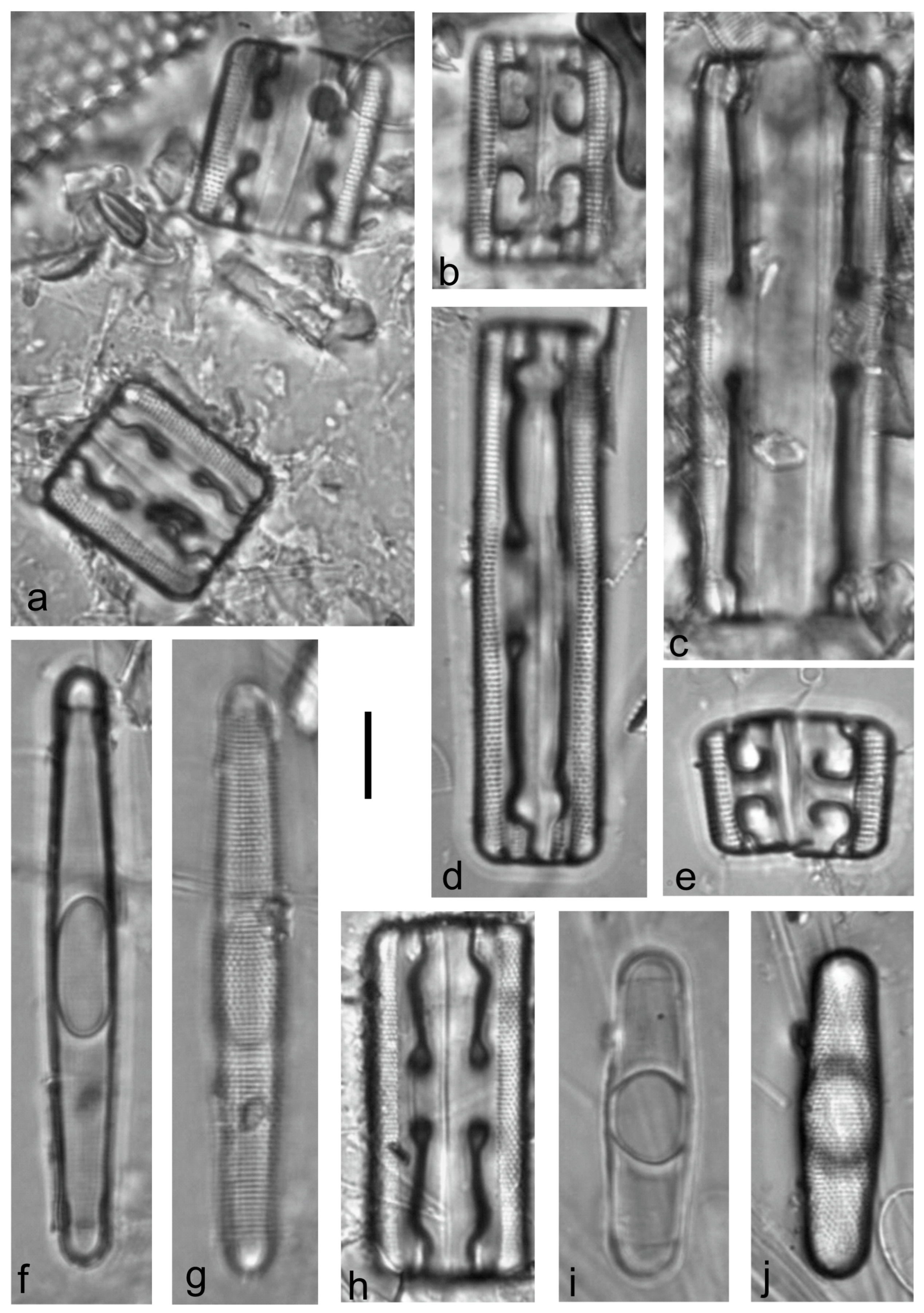 Diversity 15 00510 g0a33