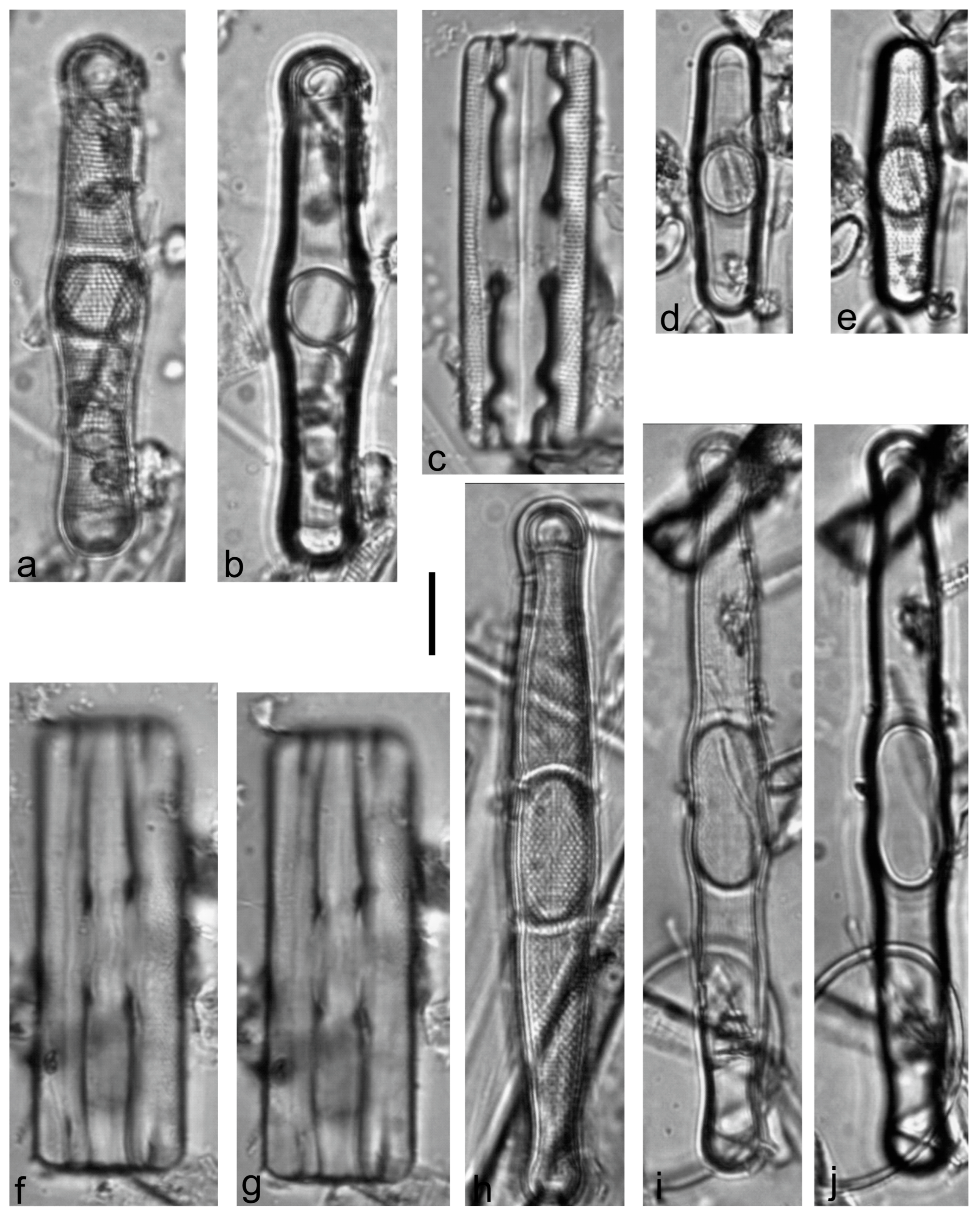 Diversity 15 00510 g0a34