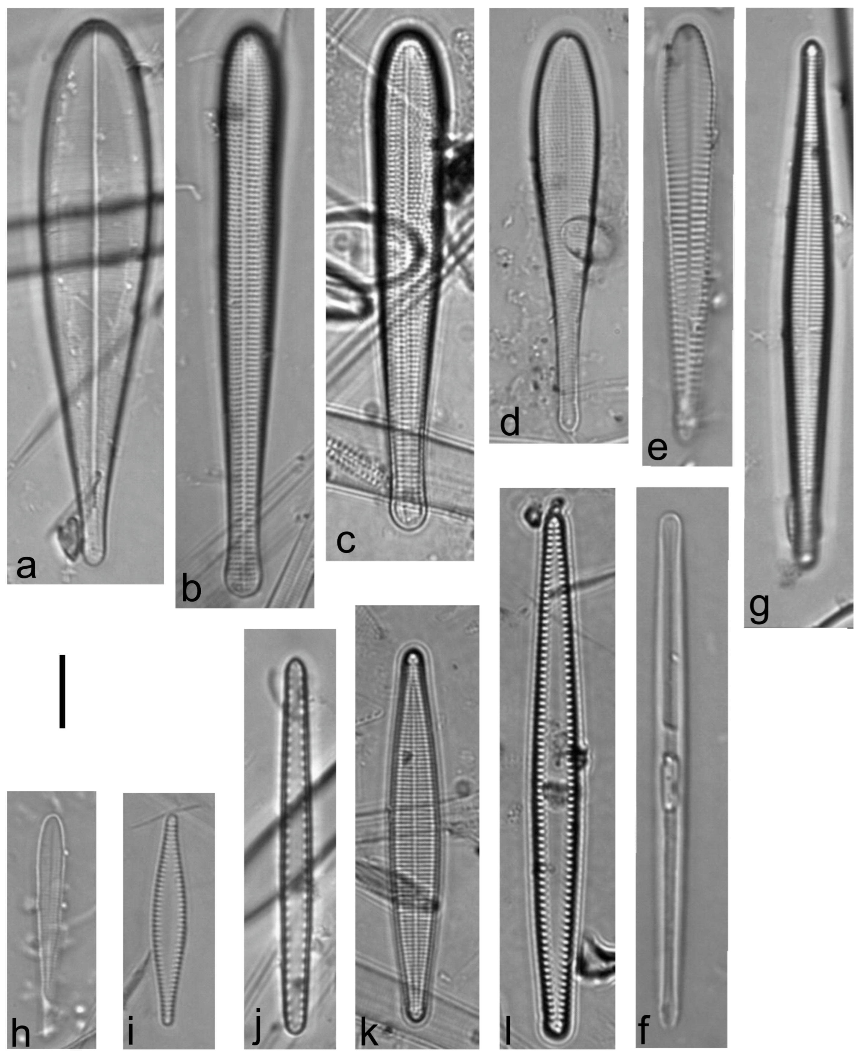Diversity 15 00510 g0a36