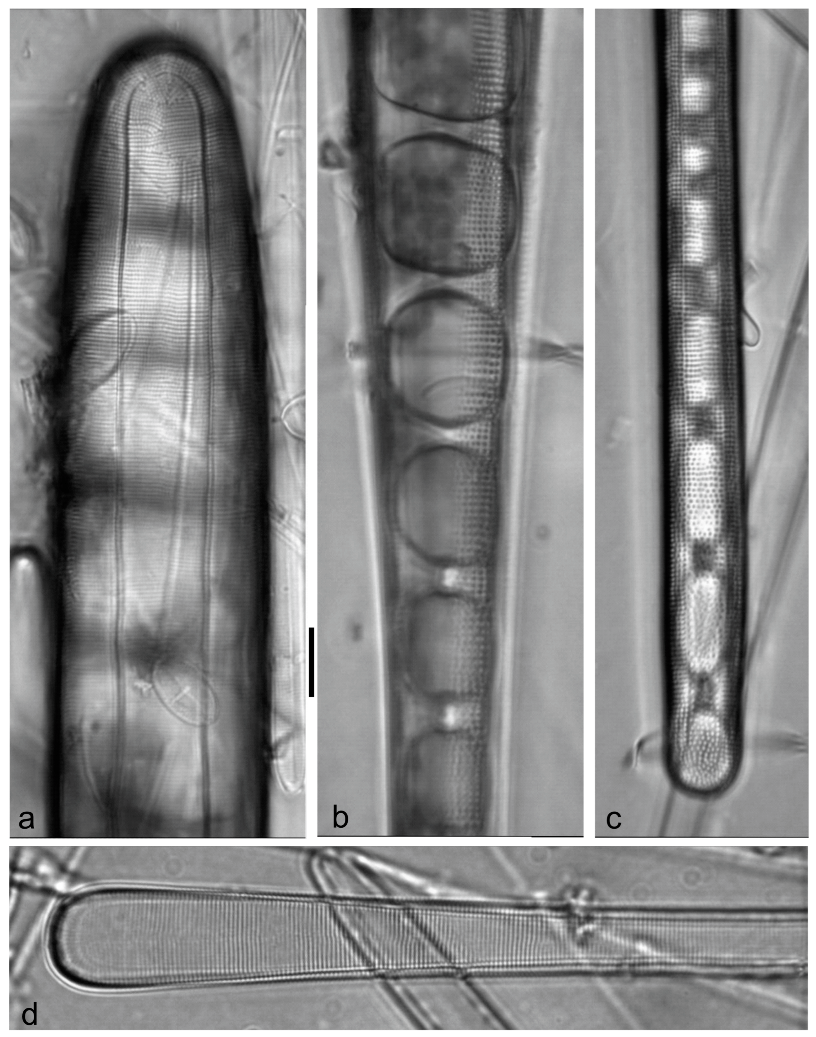 Diversity 15 00510 g0a38