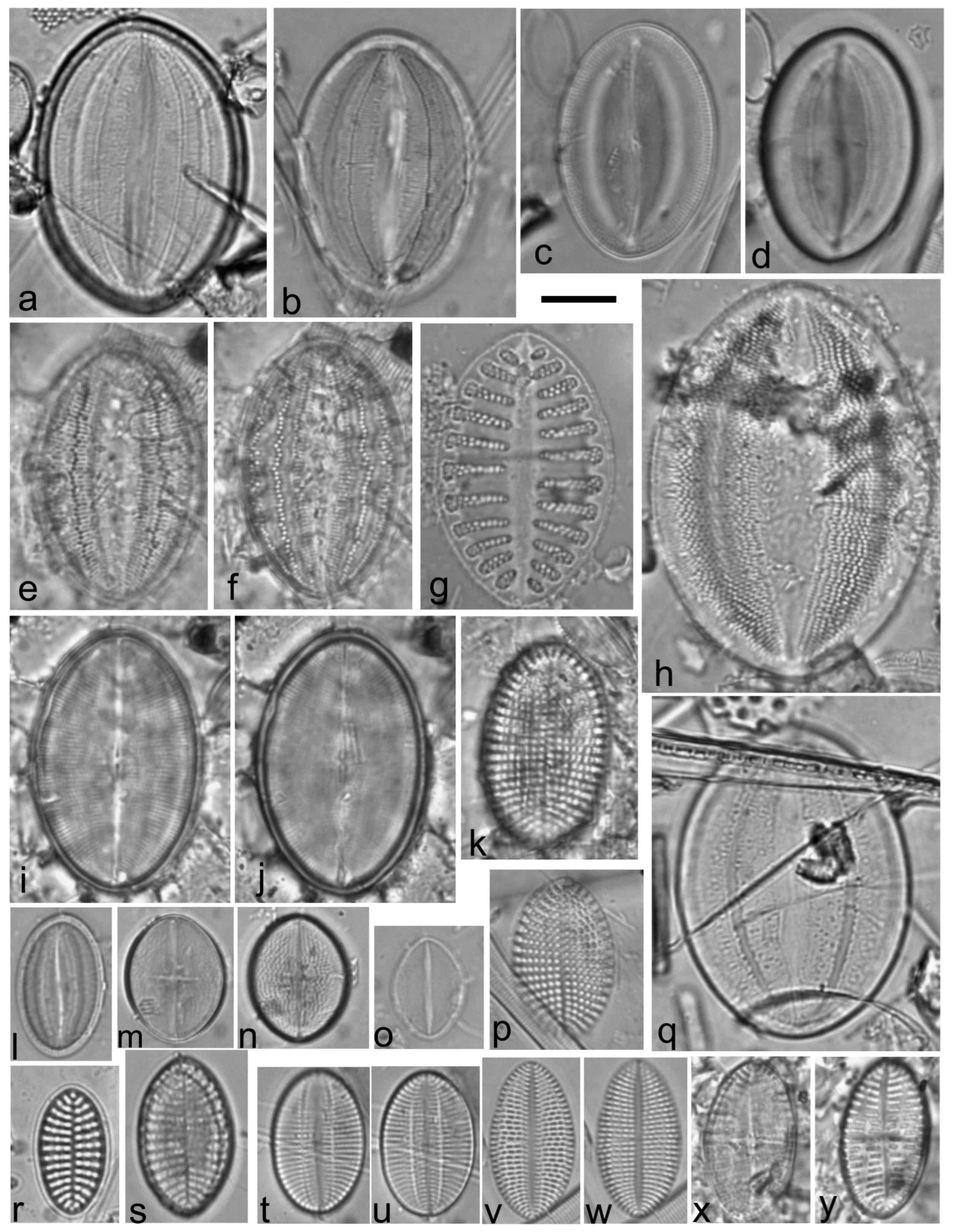 Diversity 15 00510 g0a4