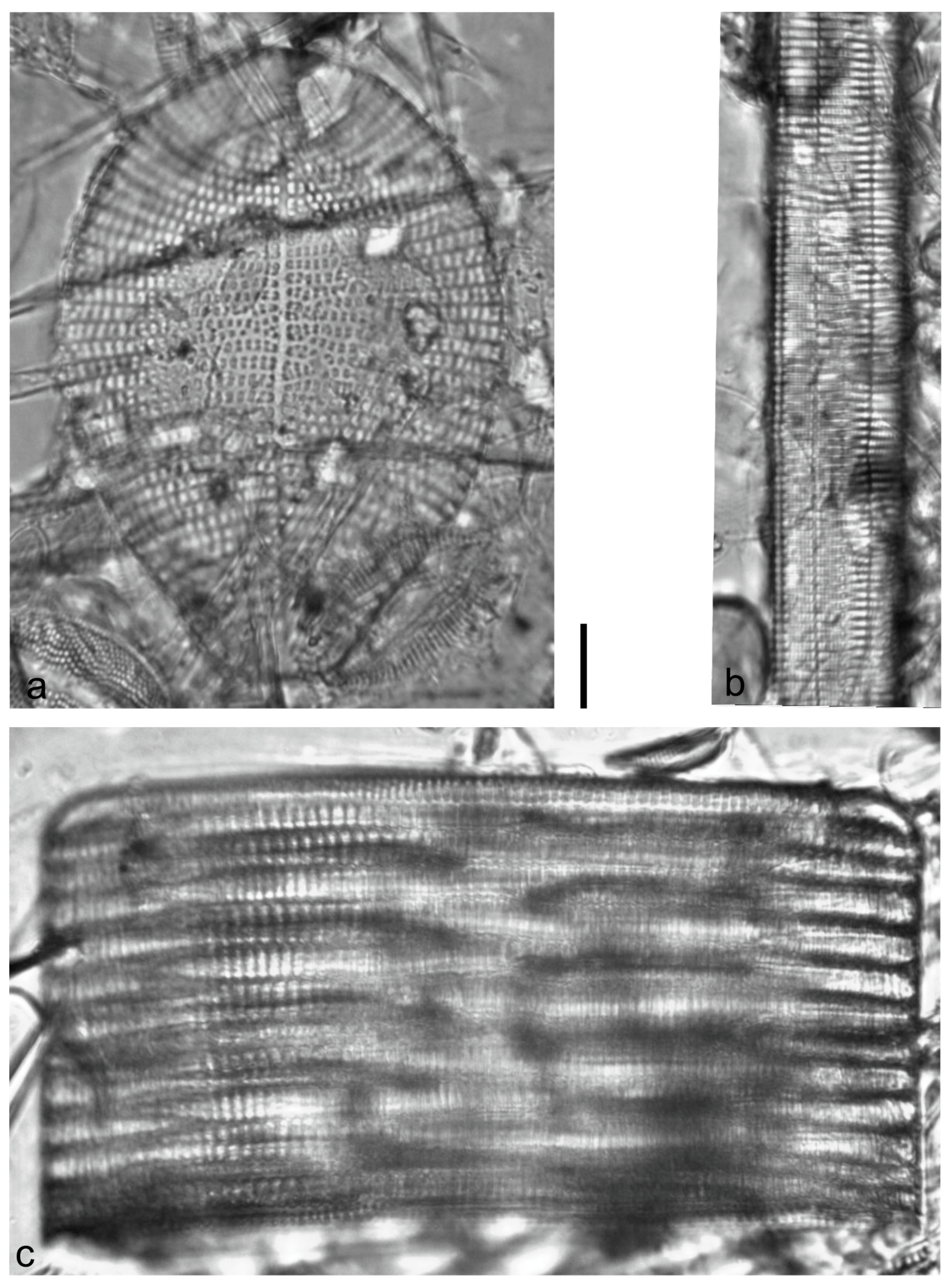 Diversity 15 00510 g0a40