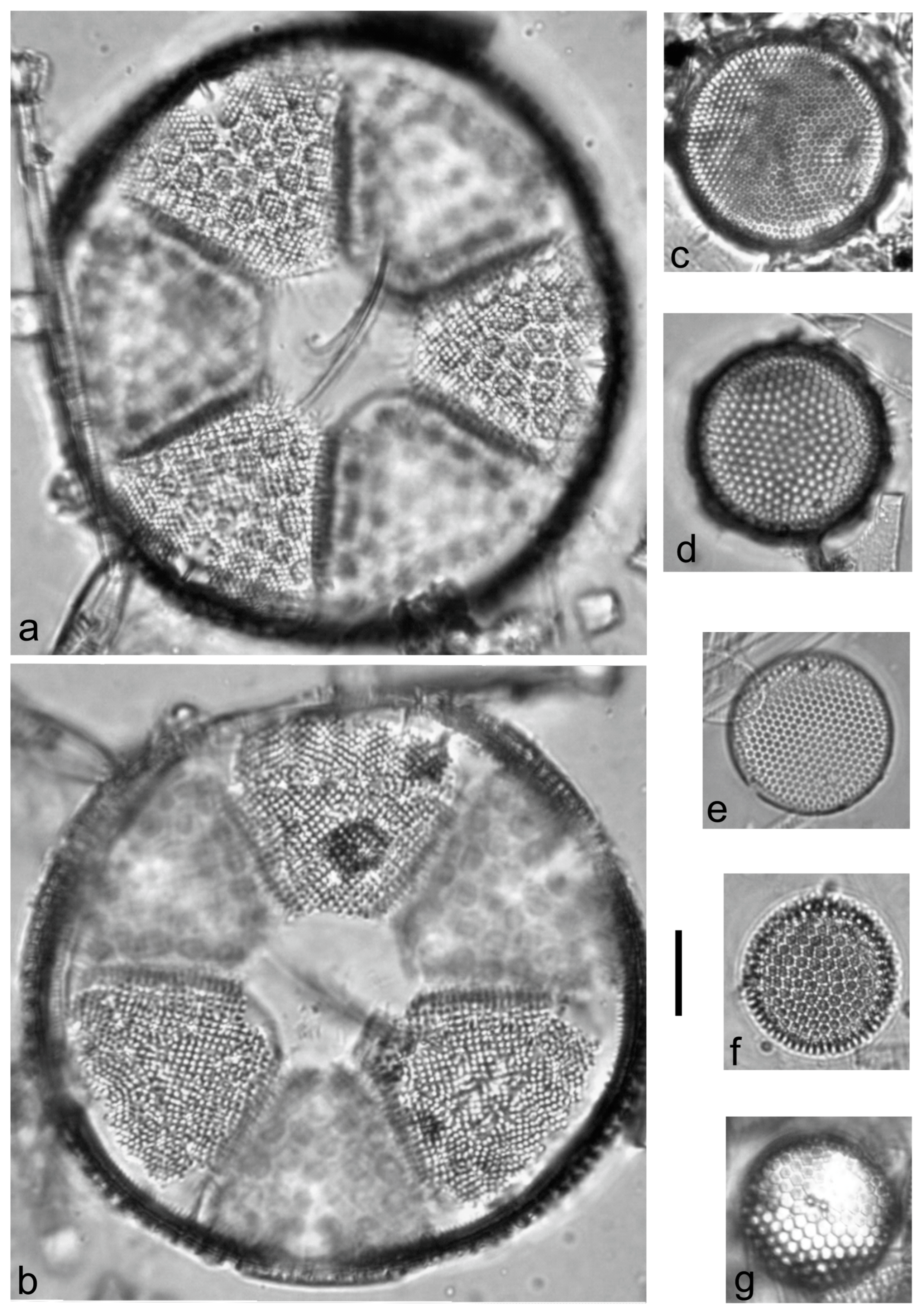 Diversity 15 00510 g0a42