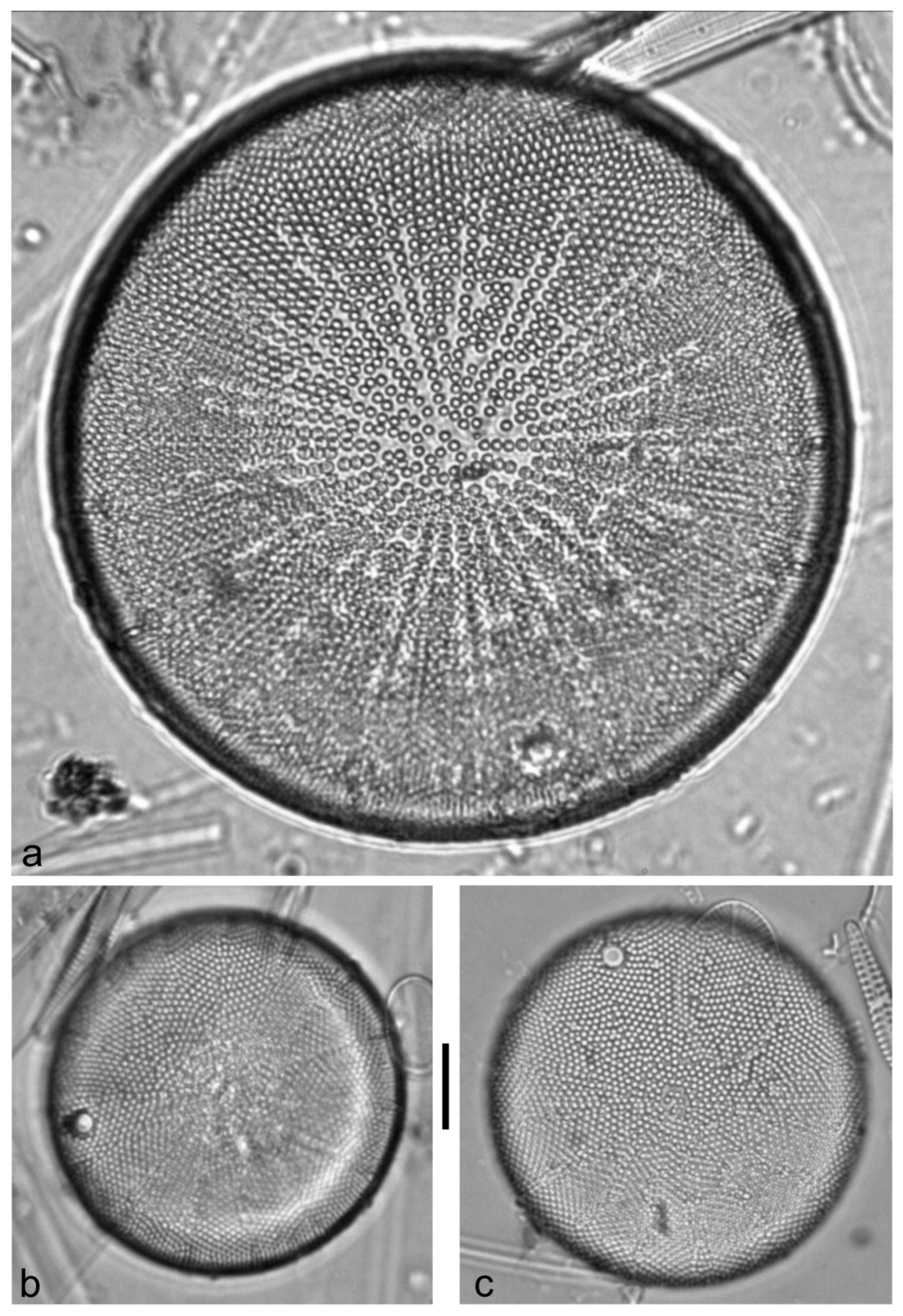 Diversity 15 00510 g0a44