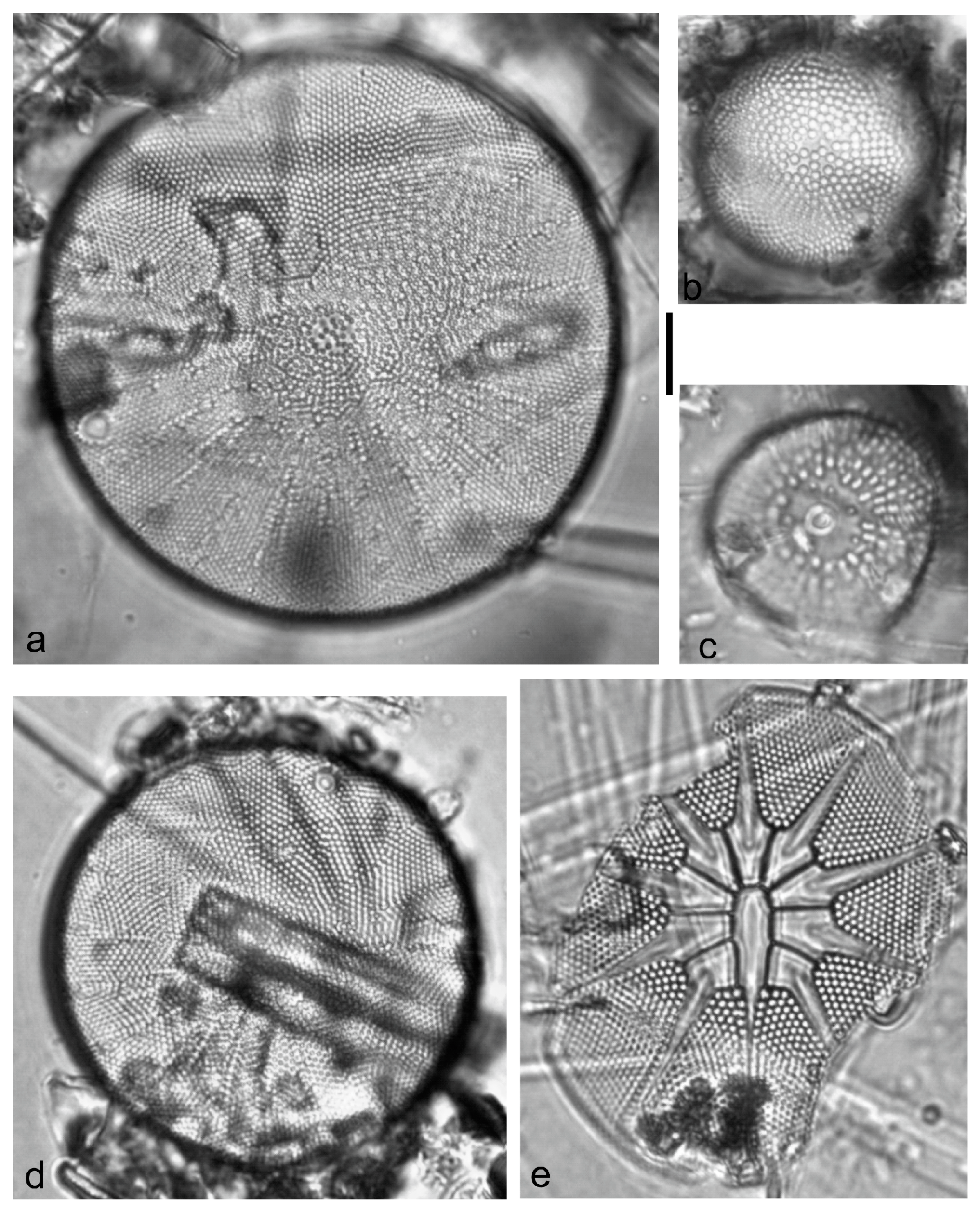 Diversity 15 00510 g0a47