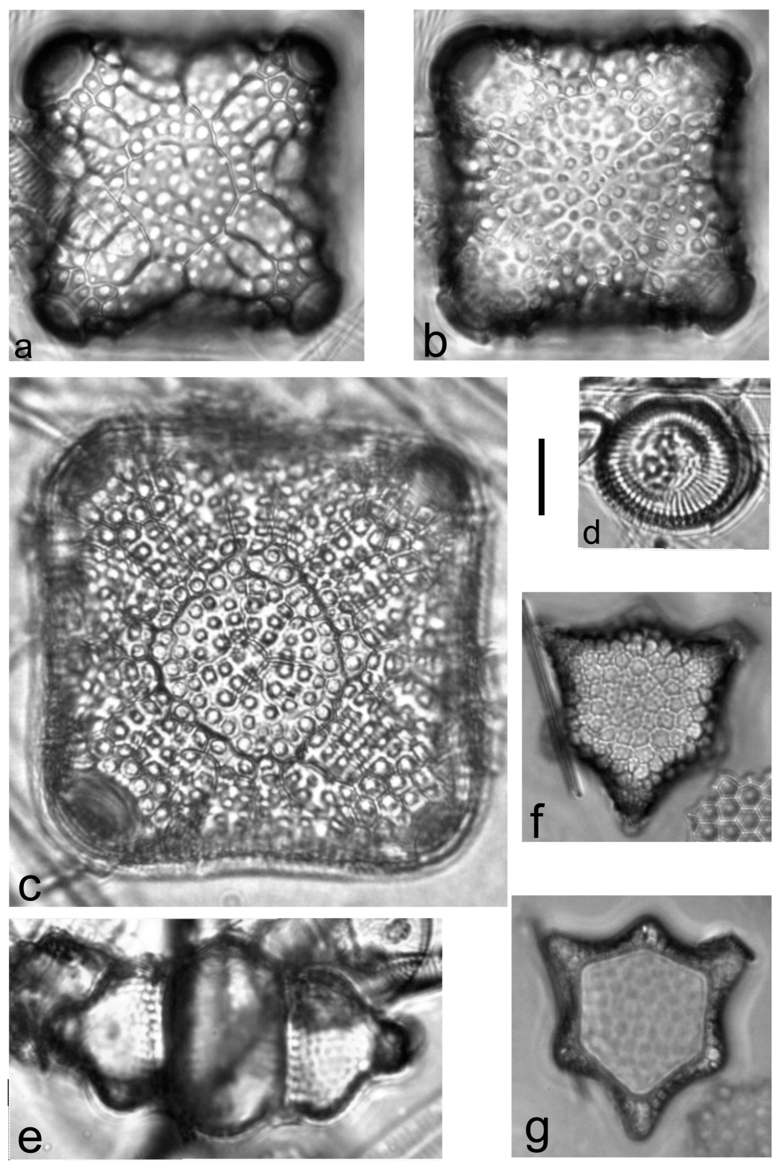 Diversity 15 00510 g0a48