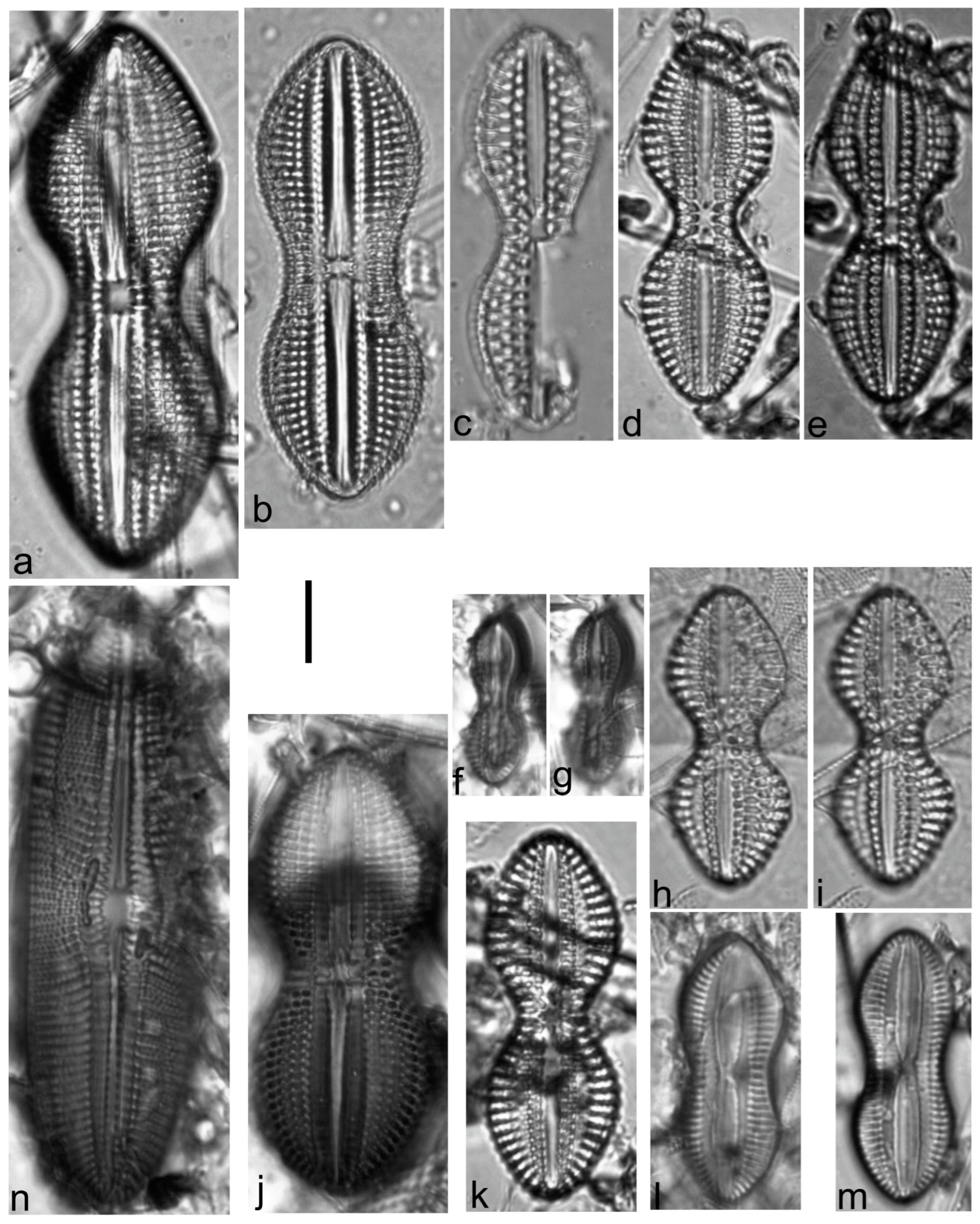Diversity 15 00510 g0a5