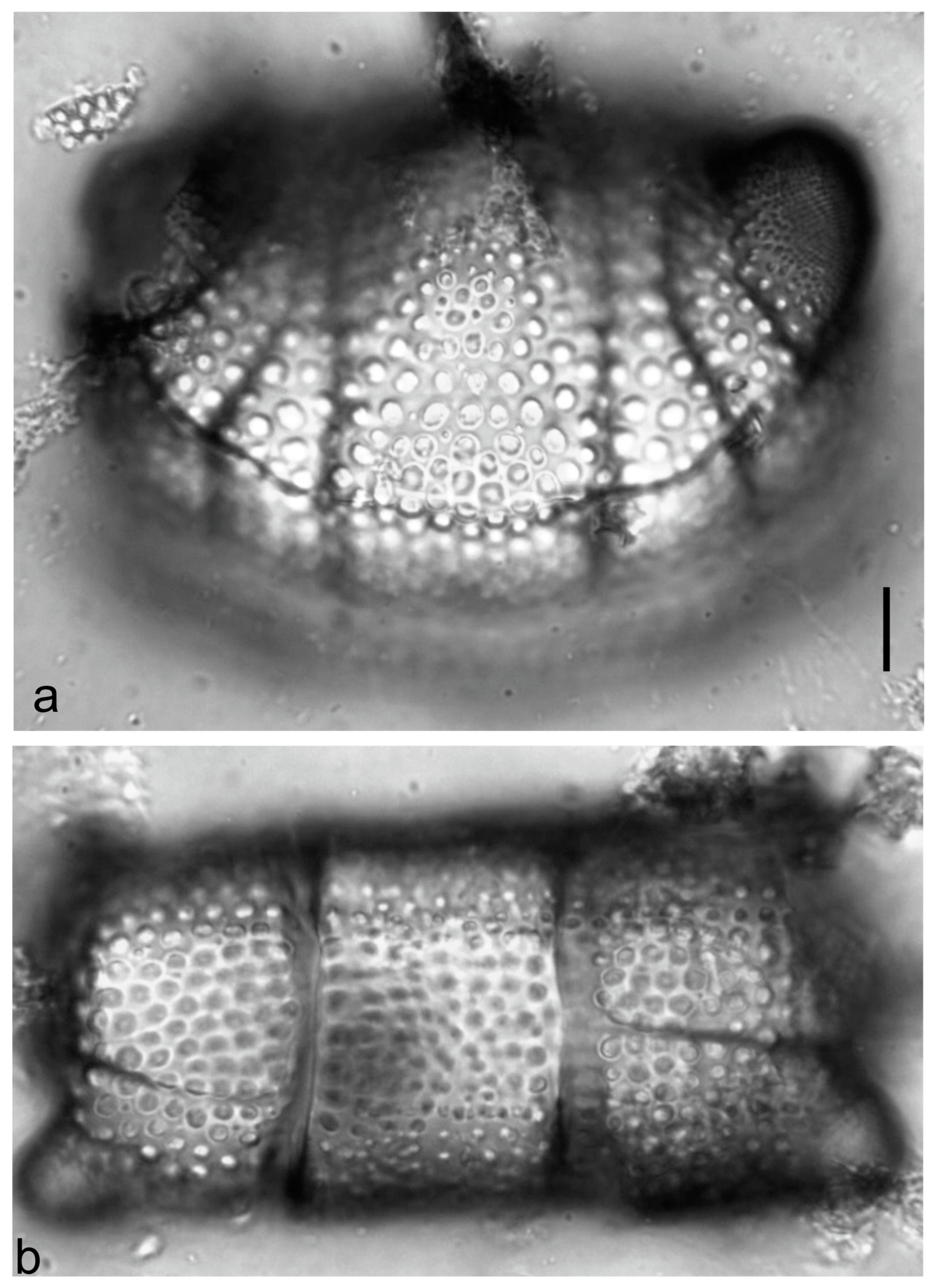 Diversity 15 00510 g0a52