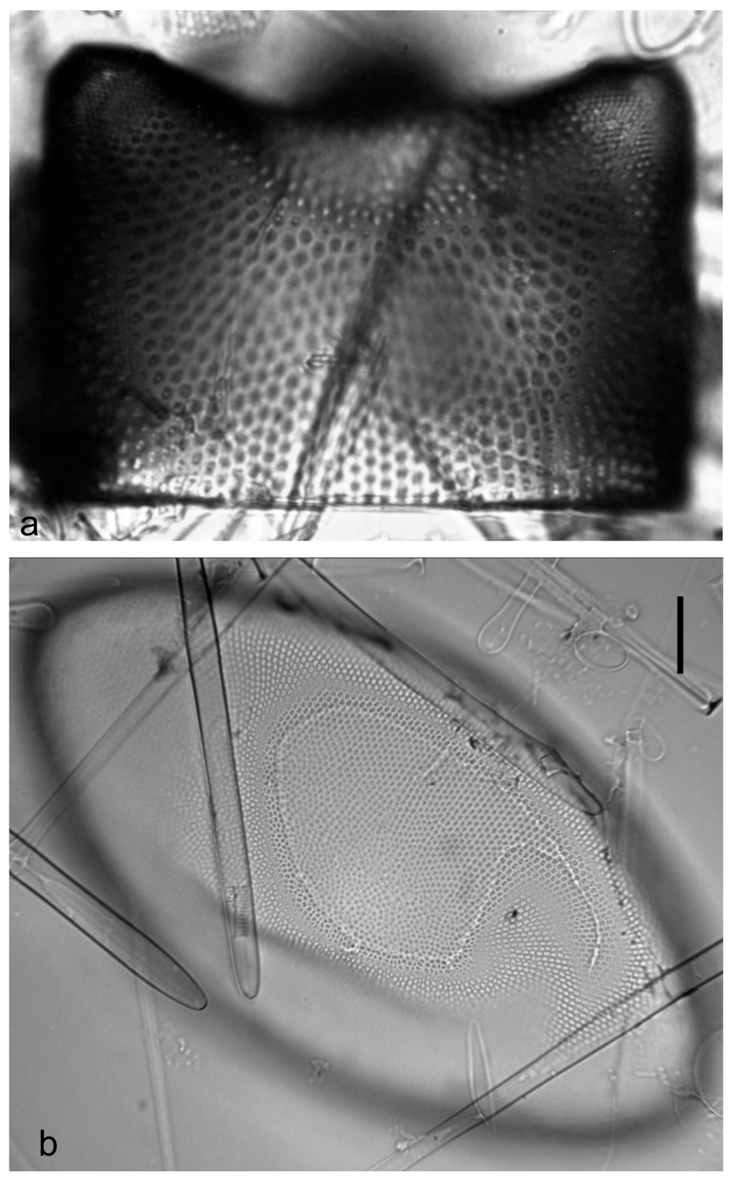 Diversity 15 00510 g0a54