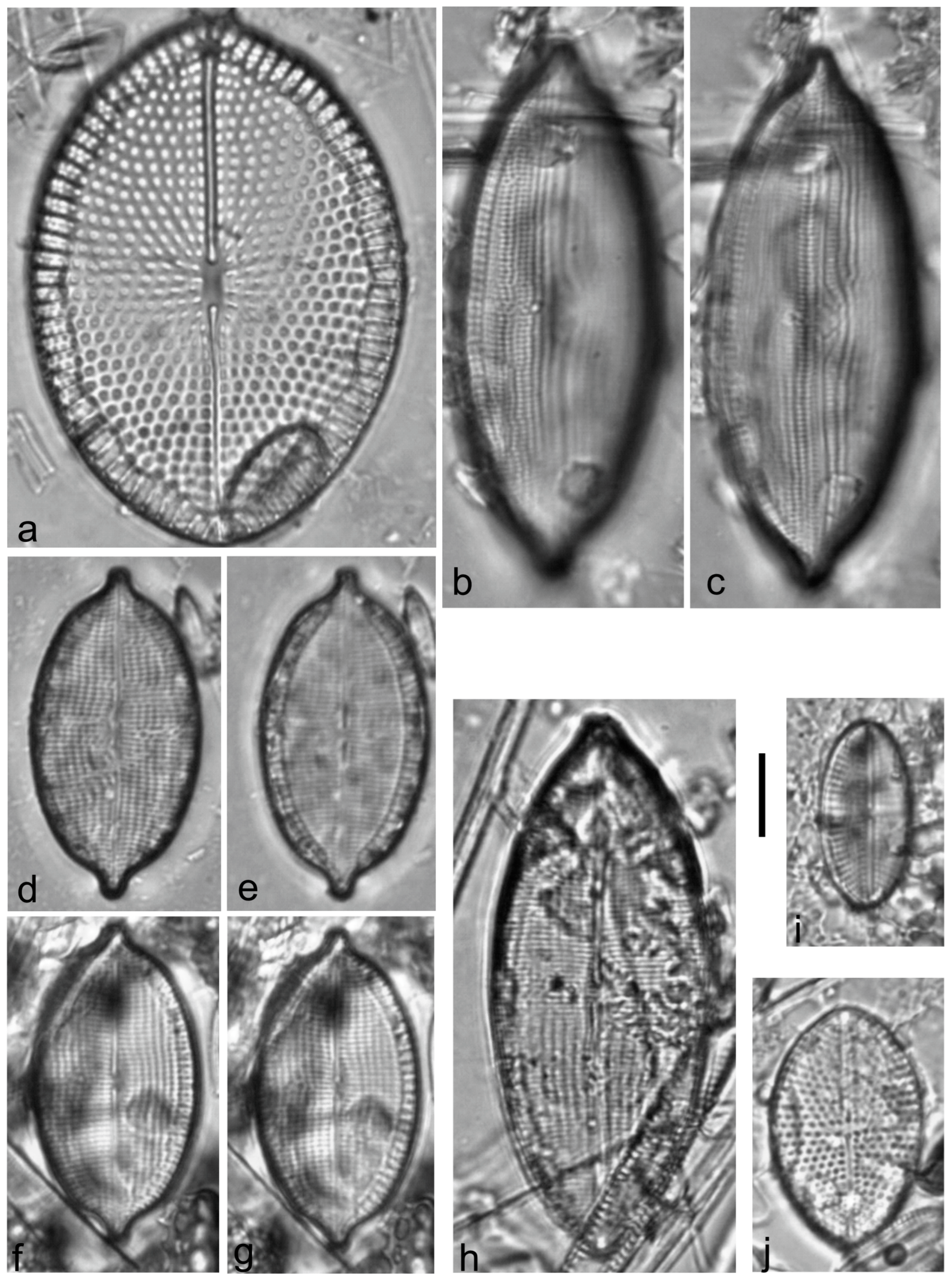 Diversity 15 00510 g0a7