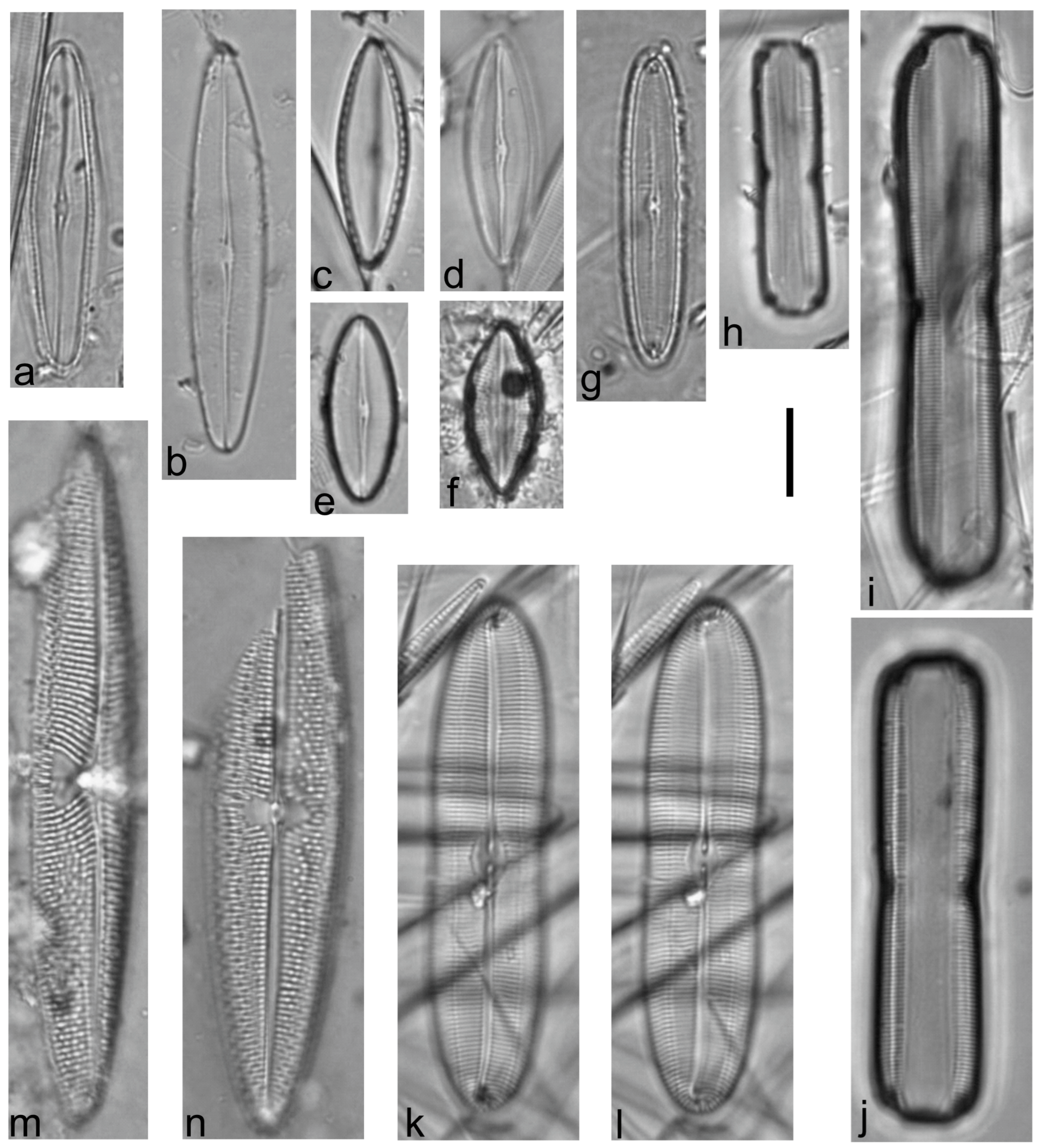 Diversity 15 00510 g0a8