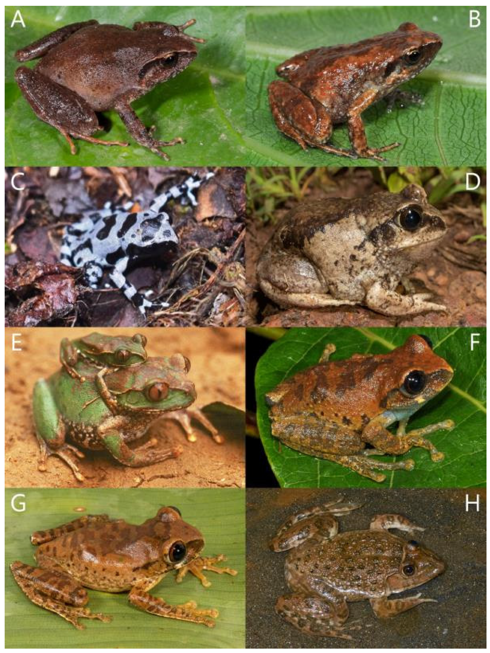 Diversity 15 00512 g002