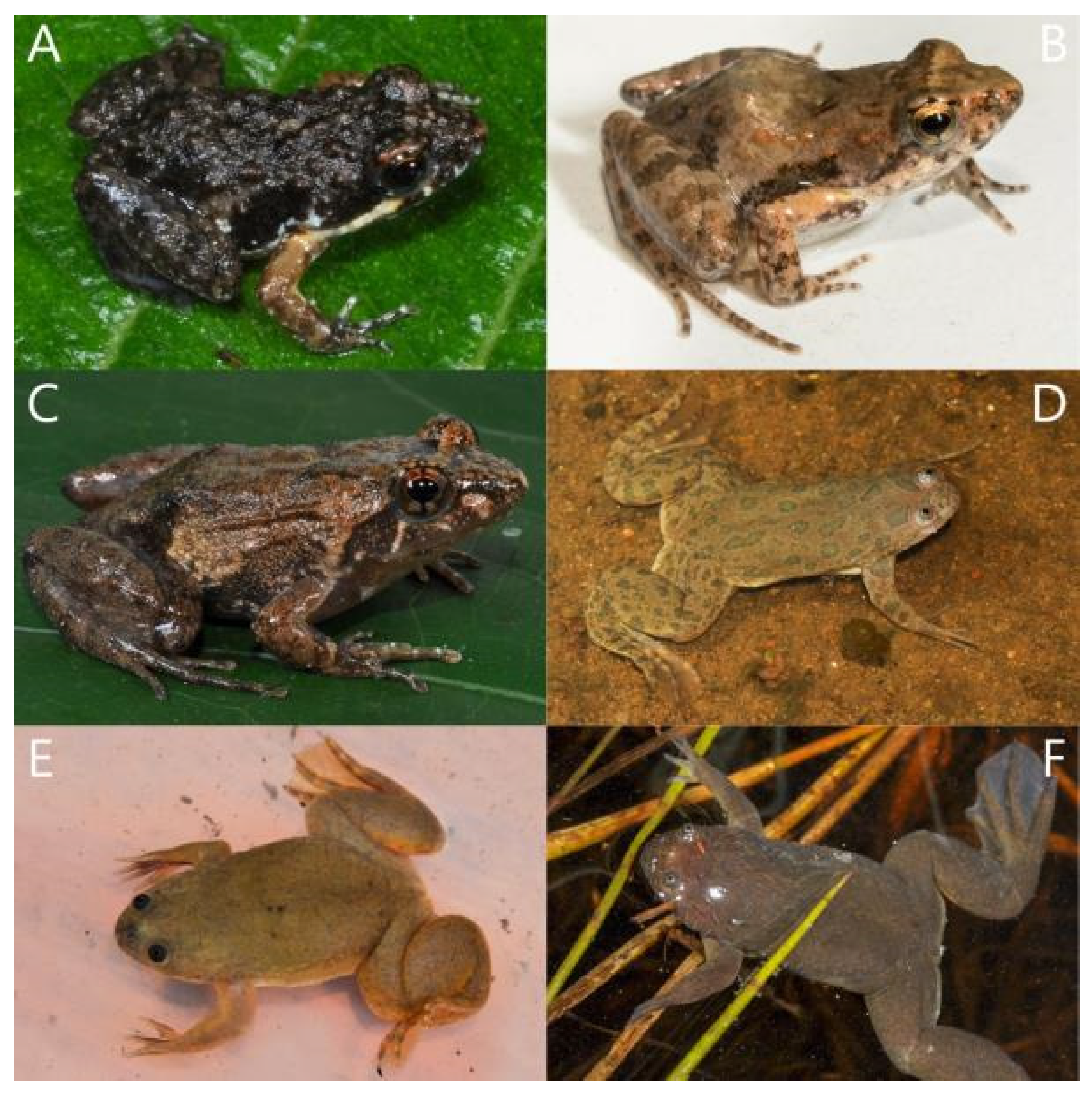 Diversity 15 00512 g012