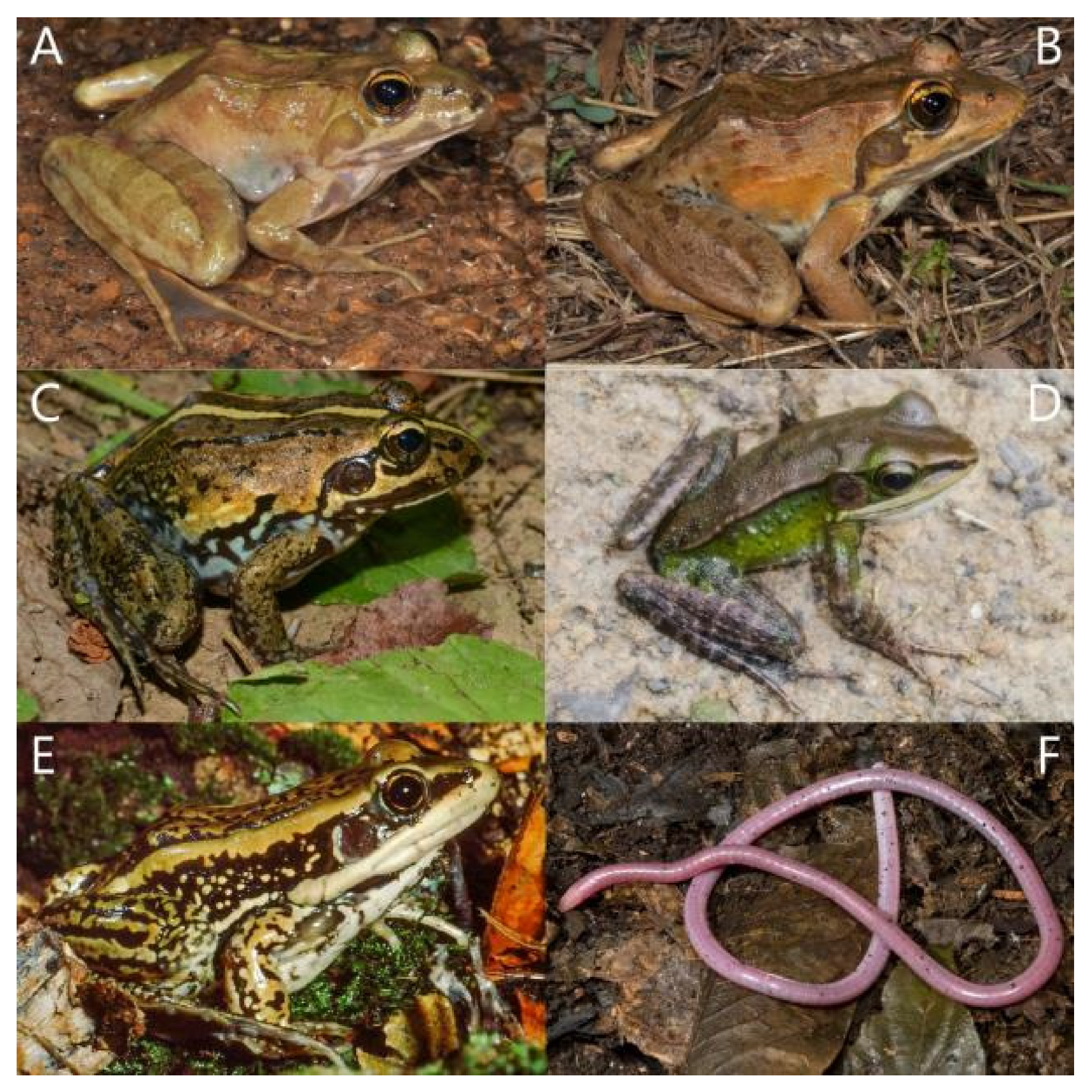 Diversity 15 00512 g016