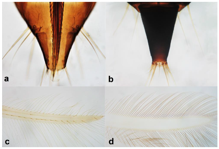 Diversity 15 00514 g002