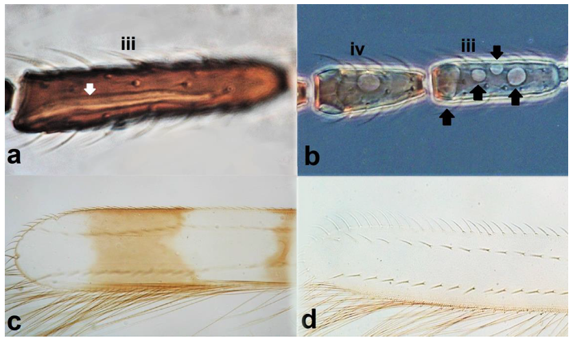 Diversity 15 00514 g006