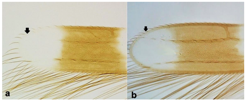 Diversity 15 00514 g007