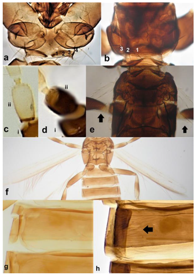 Diversity 15 00514 g010