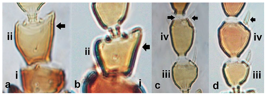 Diversity 15 00514 g021