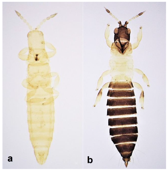 Diversity 15 00514 g024