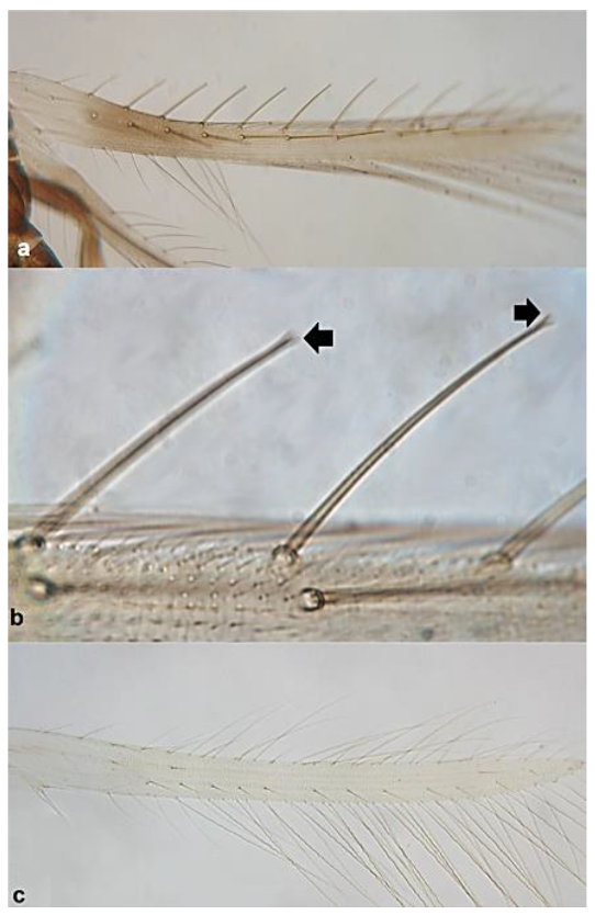 Diversity 15 00514 g025