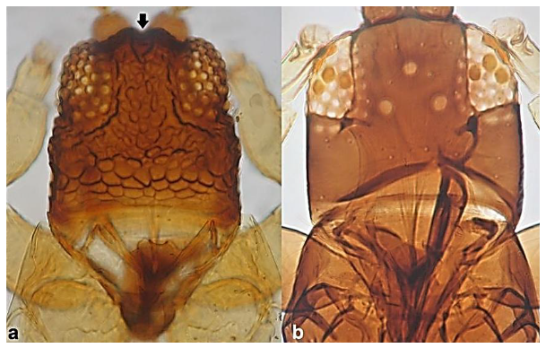 Diversity 15 00514 g026