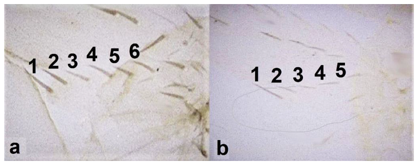 Diversity 15 00514 g032