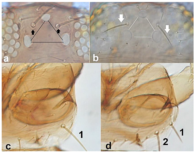 Diversity 15 00514 g033