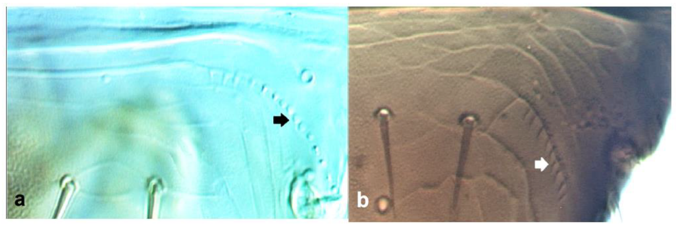 Diversity 15 00514 g034