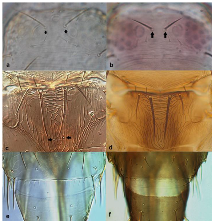 Diversity 15 00514 g035