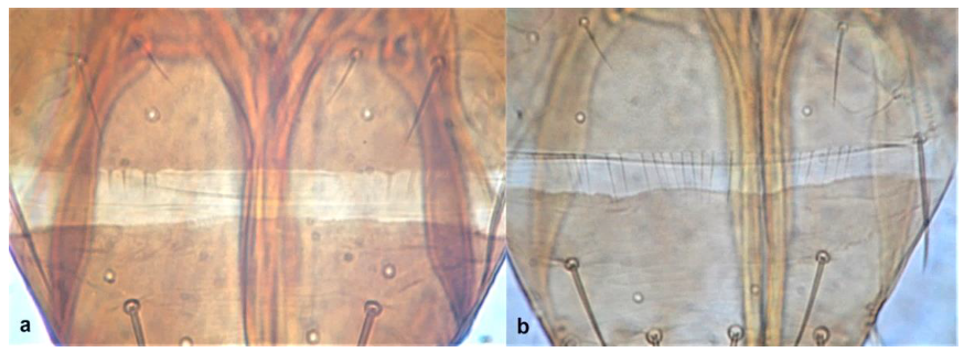 Diversity 15 00514 g037