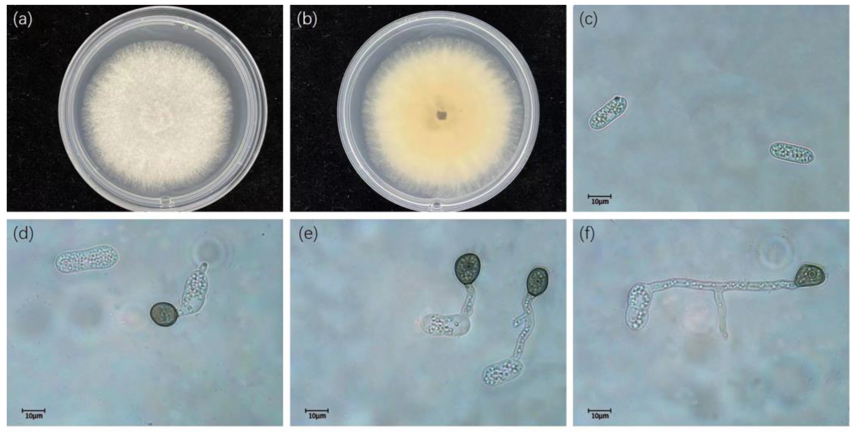 Diversity 15 00516 g003 Diversity 15 00516 g003